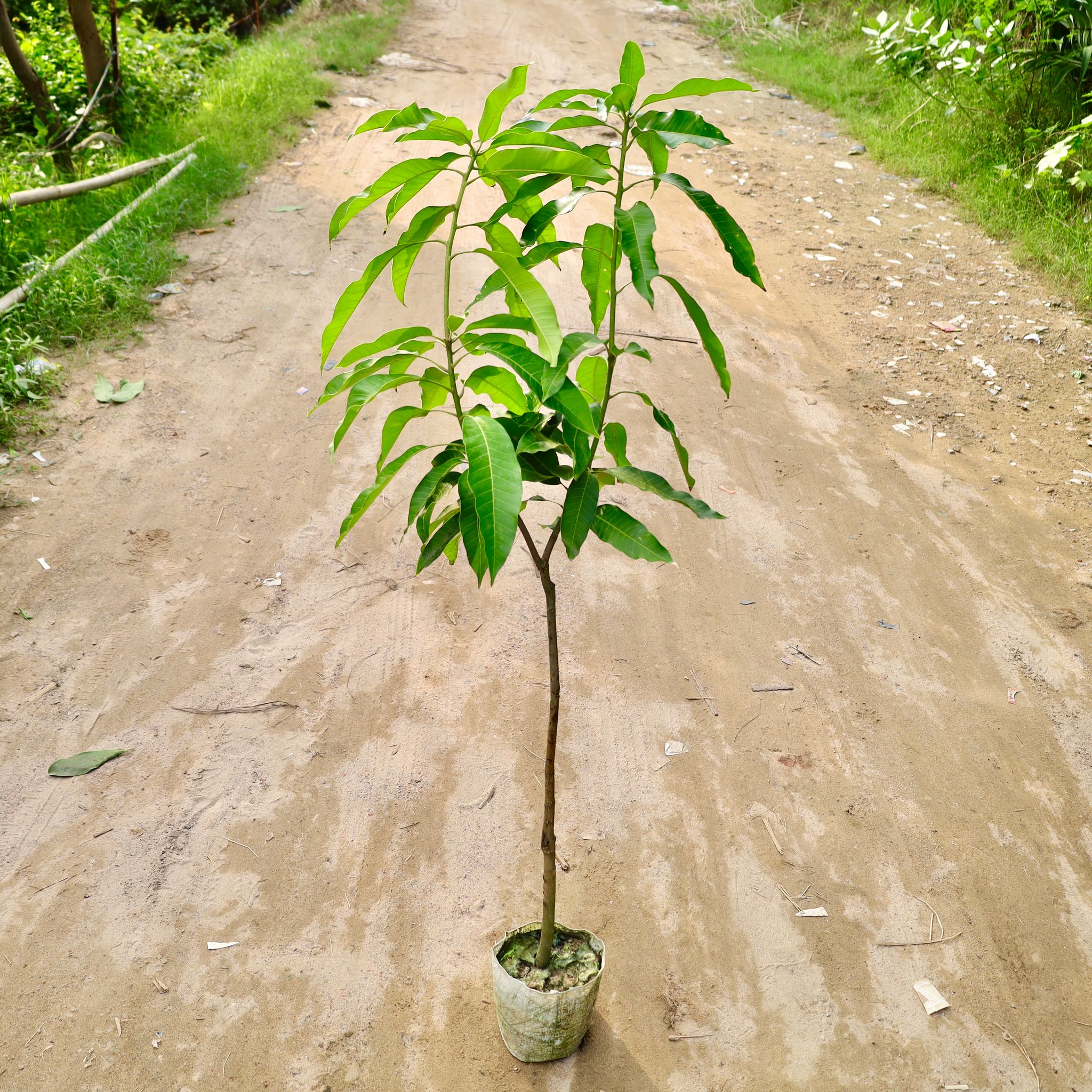 Amrapali Mango Grafted (4-5 Ft) in 8 Inch Nursery Bag