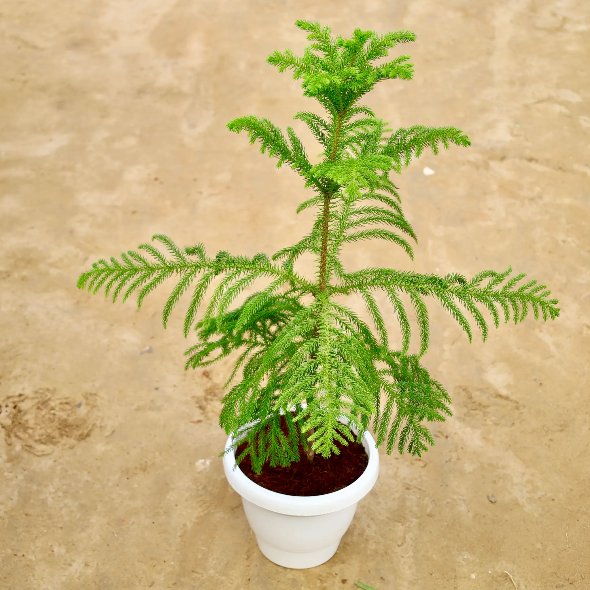 Araucaria / Christmas Tree (1.5-2 Ft) in 8 Inch White Classy Plastic Pot