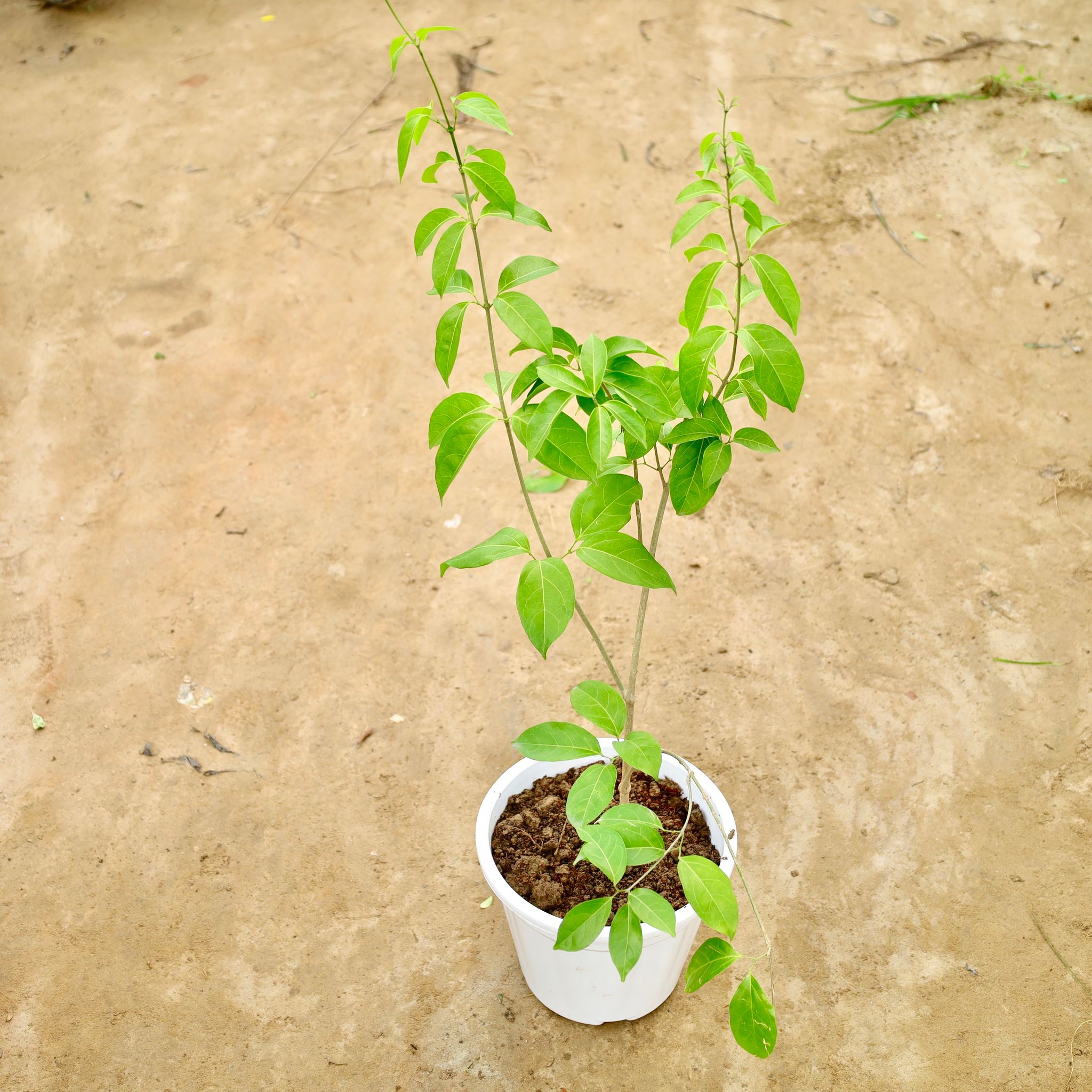Lahsun Bel / Garlic Vine in 8 Inch Nursery Pot