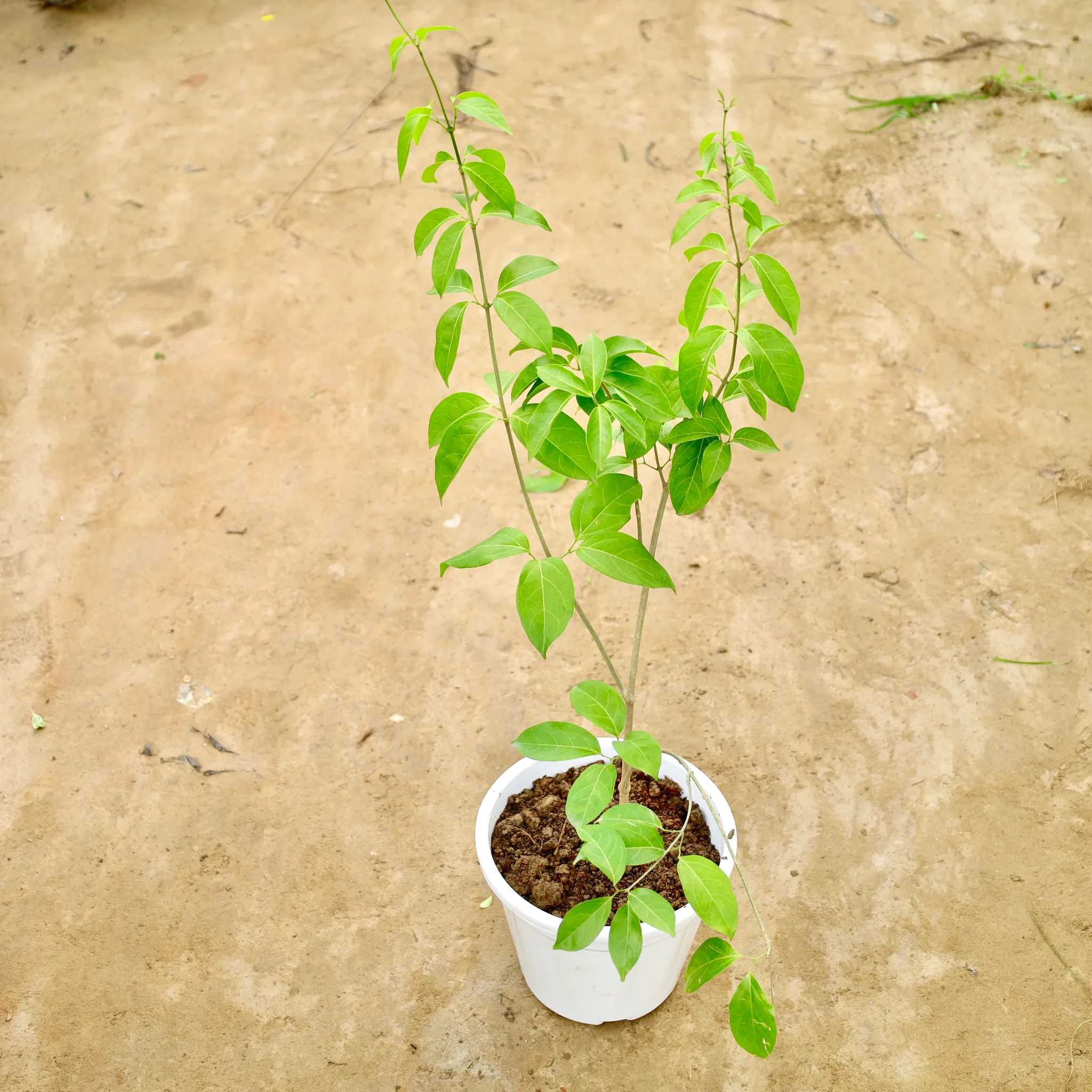 Lahsun Bel / Garlic Vine in 8 Inch Nursery Pot