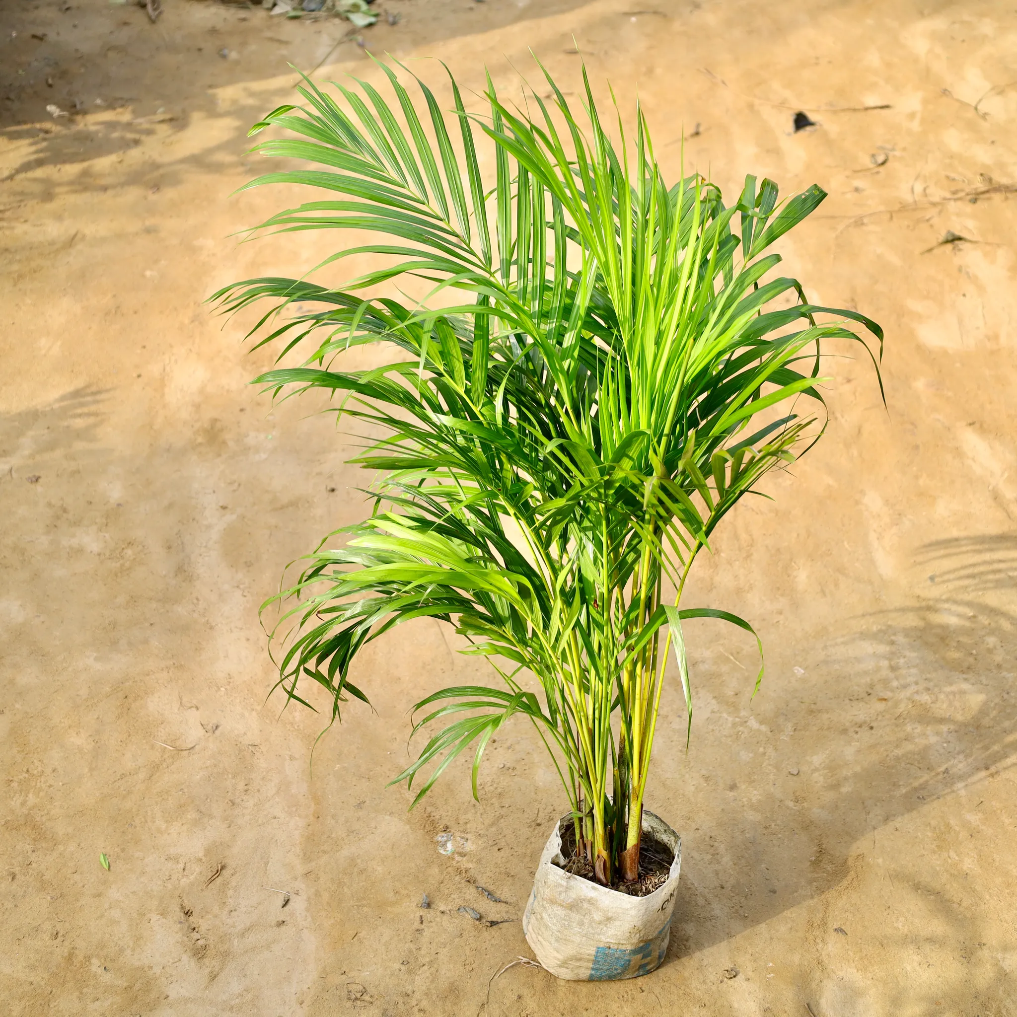 Areca Palm (3 Ft) in 6 Inch Nursery Bag