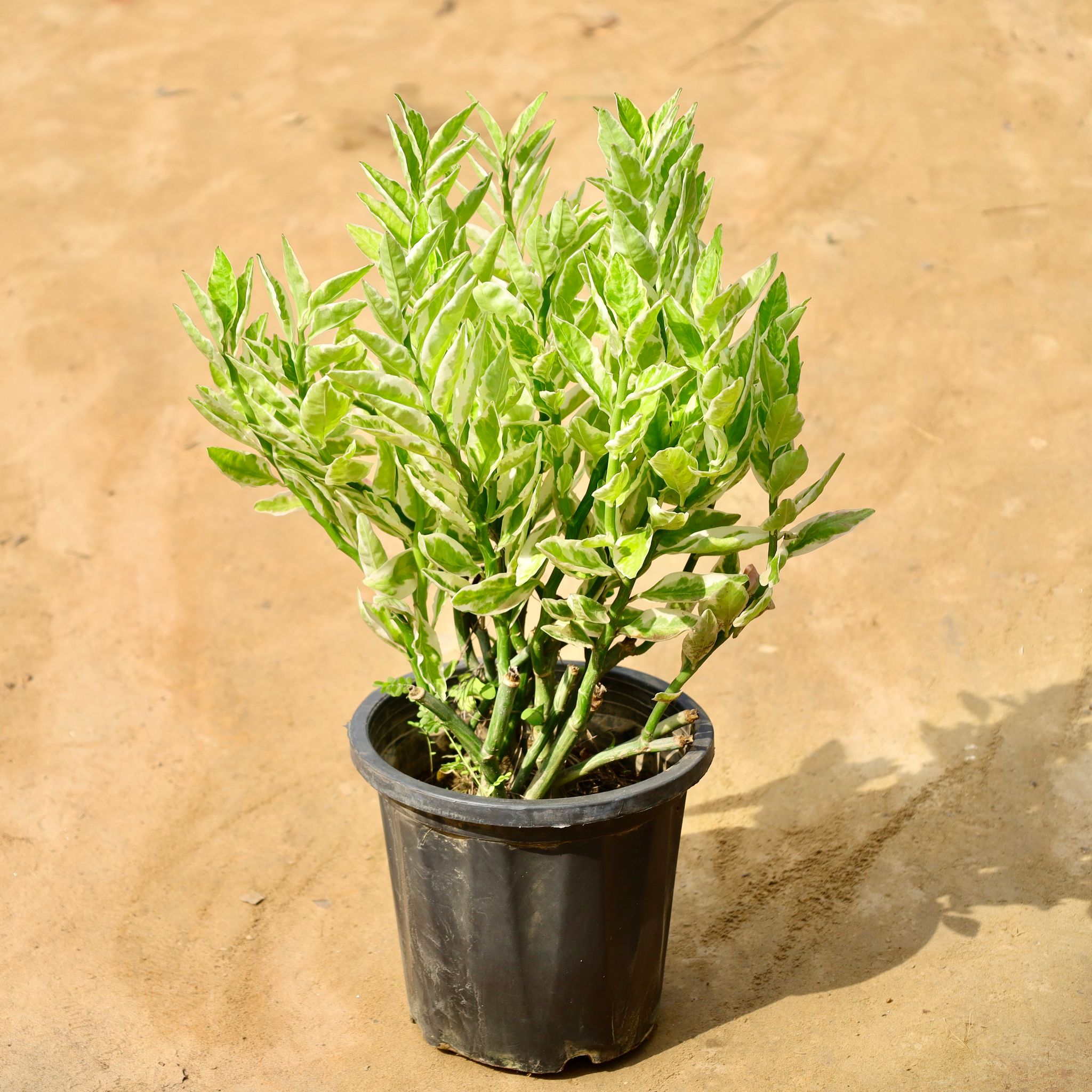 Pedilenthus / devil's backbone in 8 Inch Nursery Pot