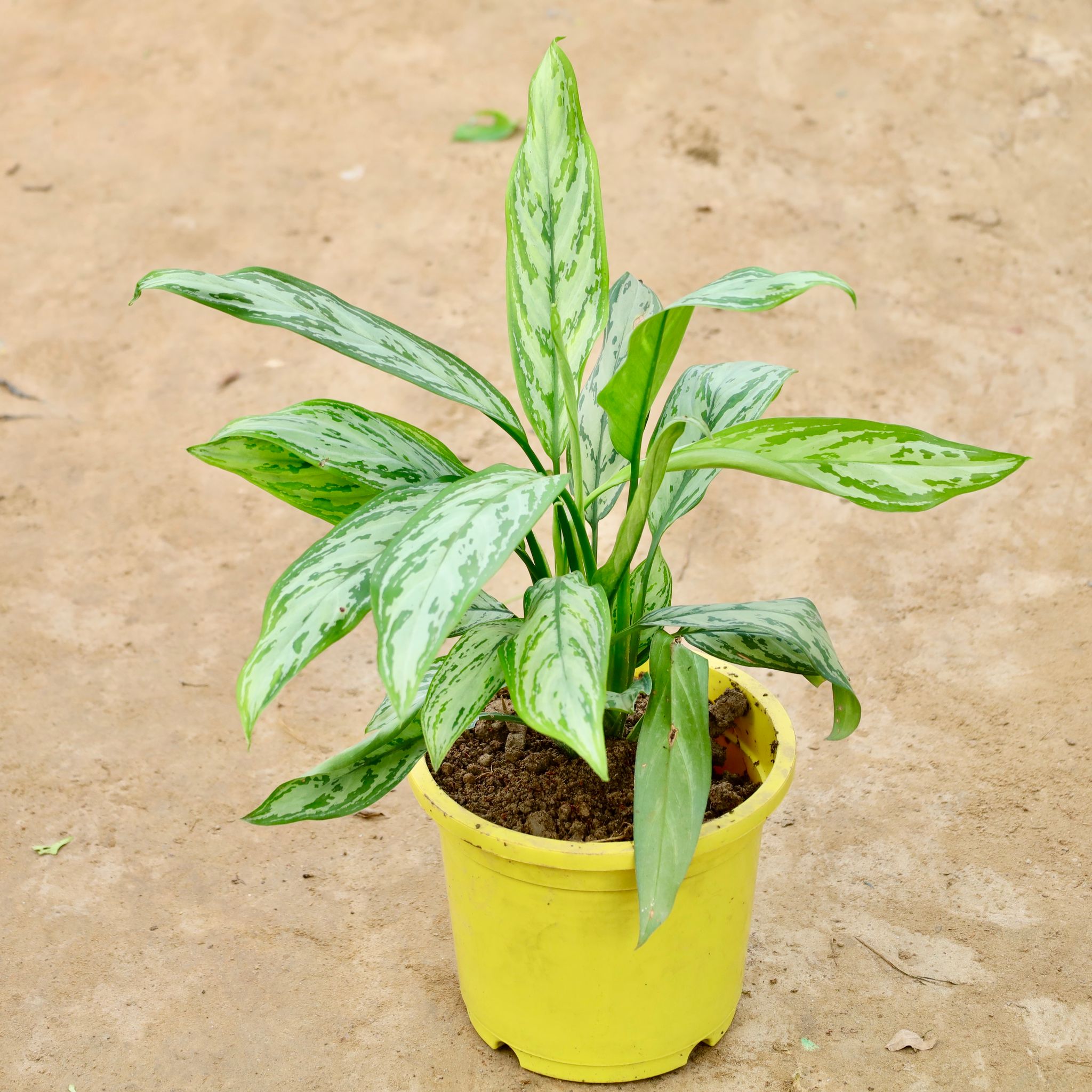 Aglaonema Evergreen in 9 Inch Nursery Pot