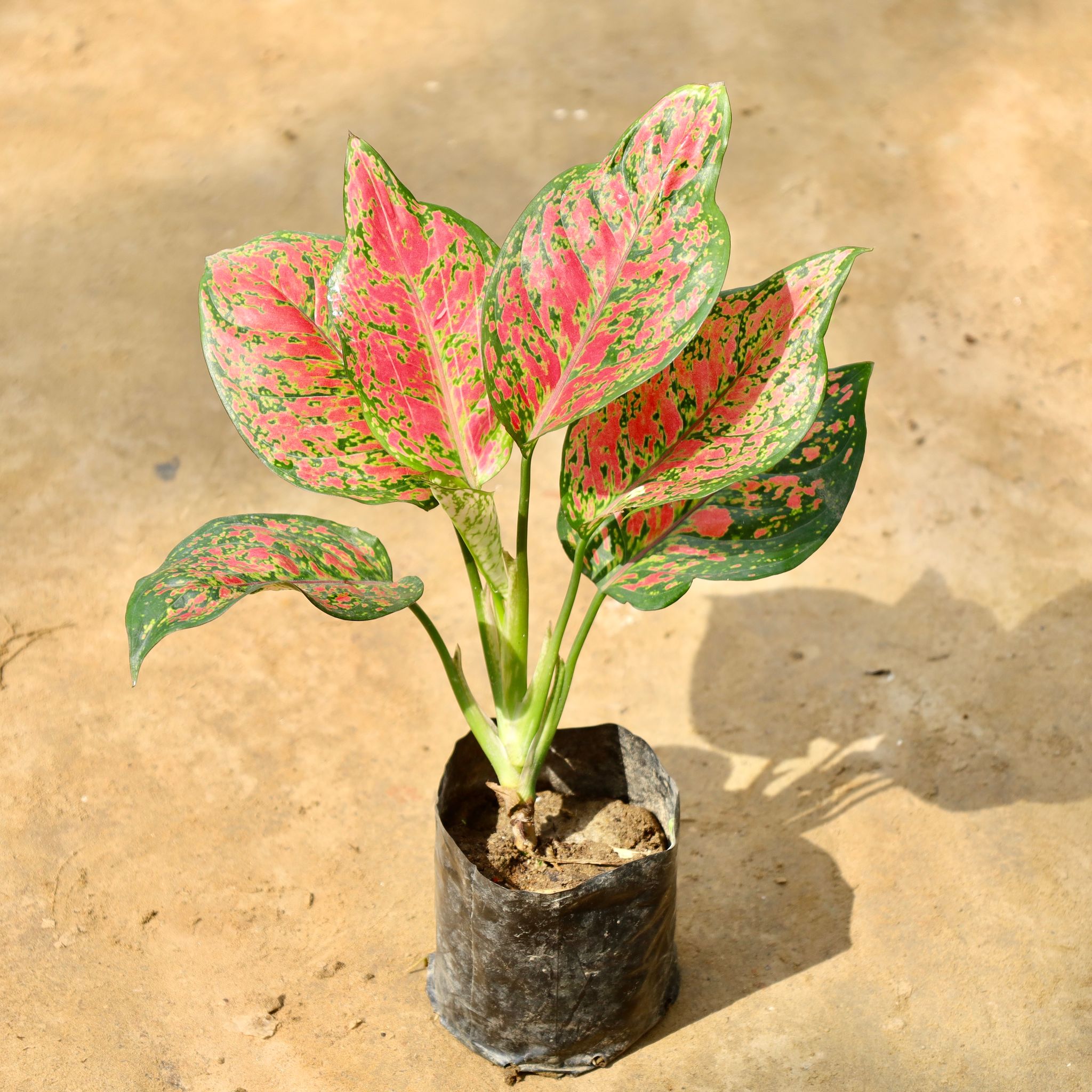 Aglaonema Red in 4 Inch Nursery Bag
