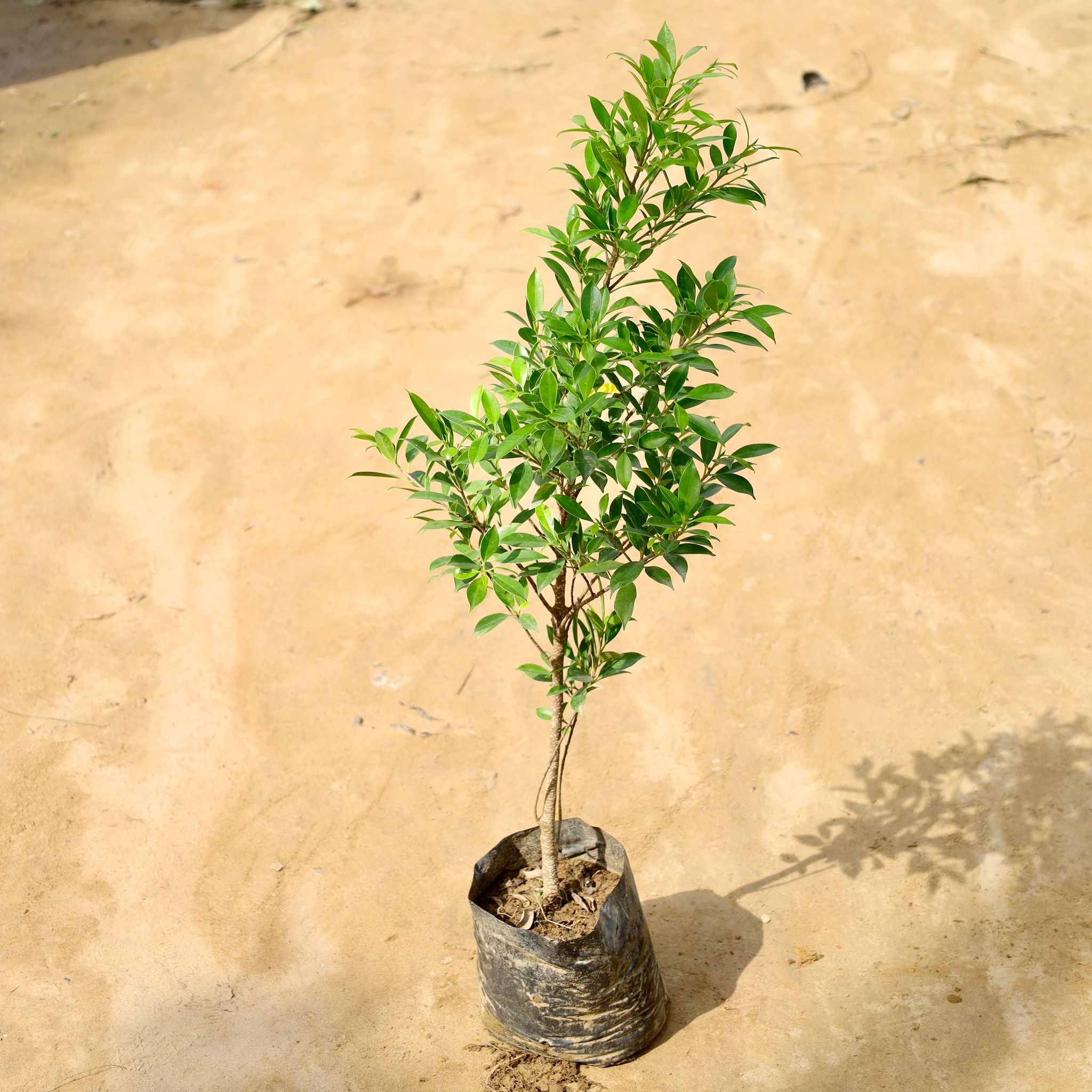 Ficus Microcarpa in 6 Inch Nursery Bag
