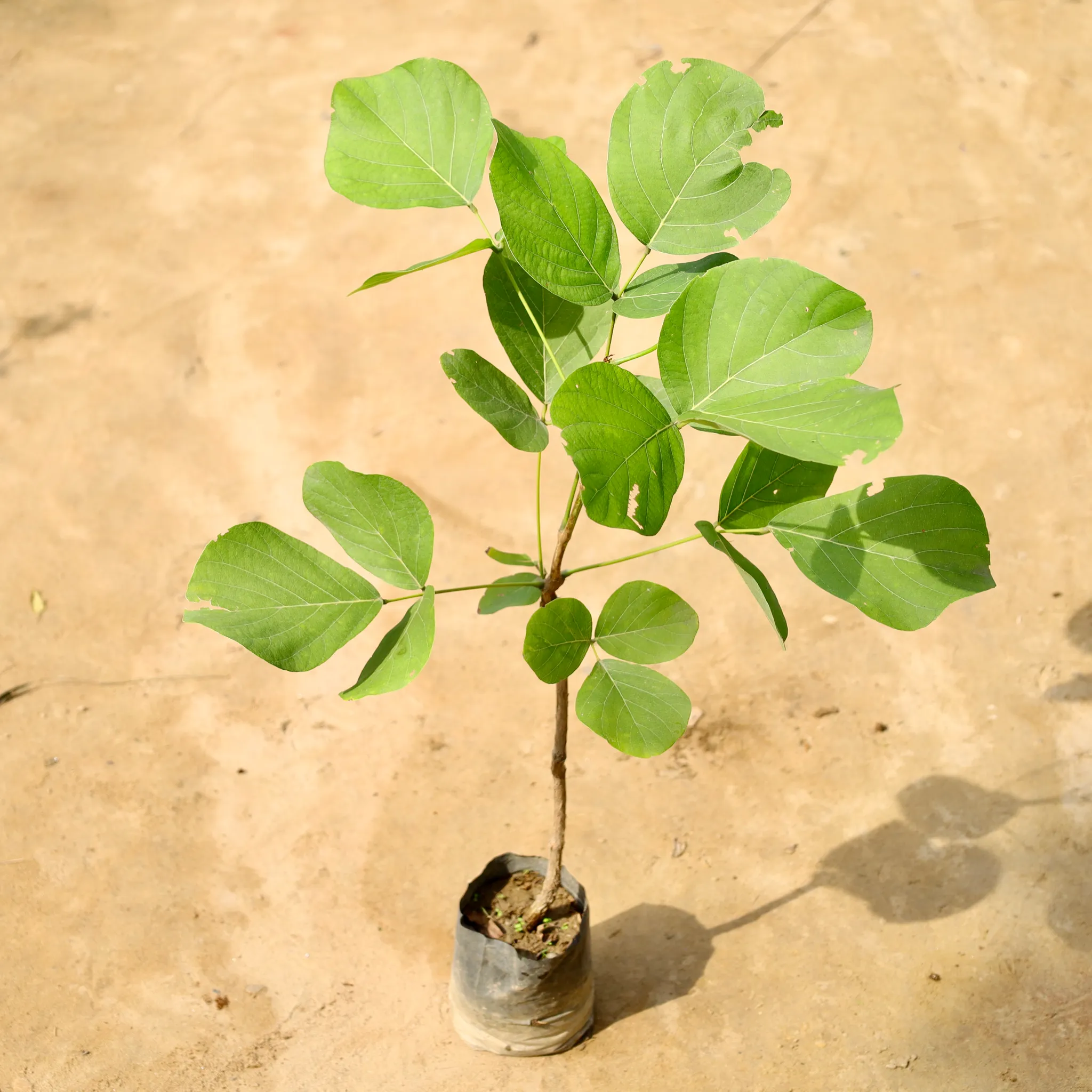 Palash / Sacred Plant in 4 Inch Nursery Bag