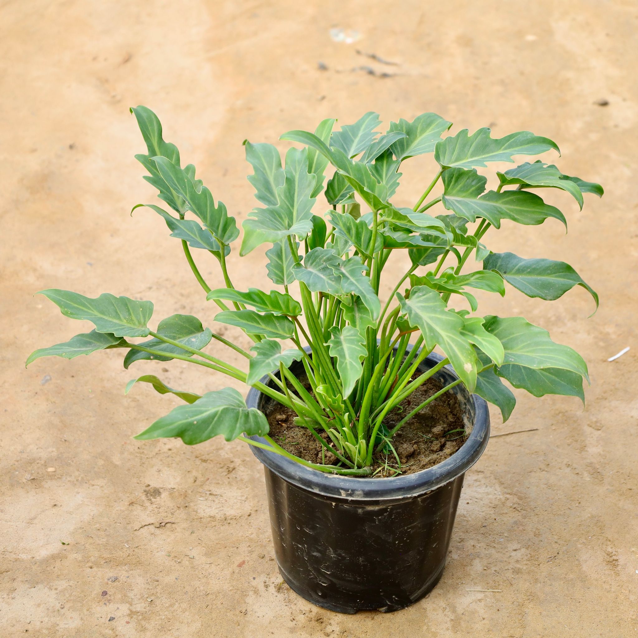 Xanadu Green in 8 Inch Nursery Pot