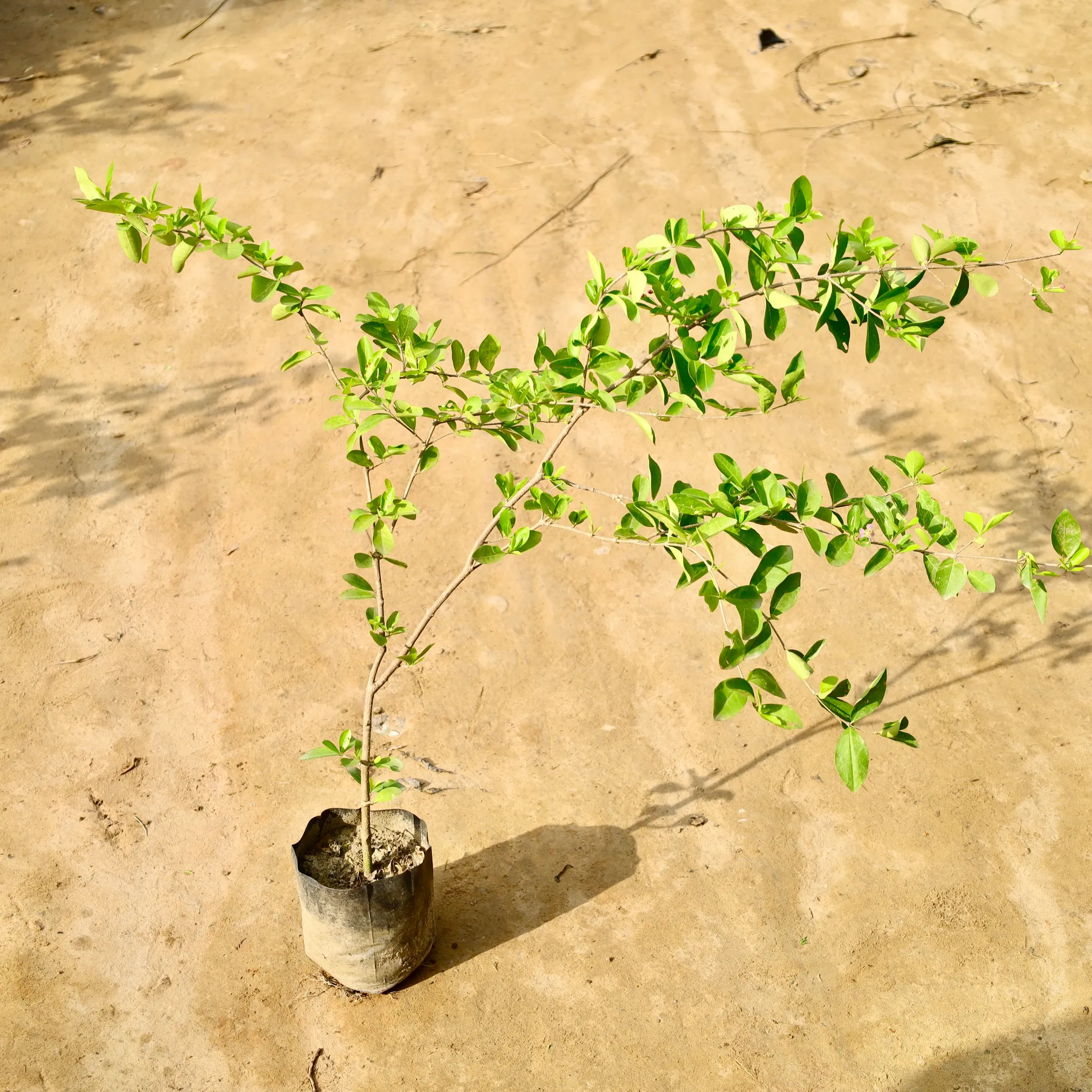 Cherry Fruit Plant in 6 Inch Nursery Bag