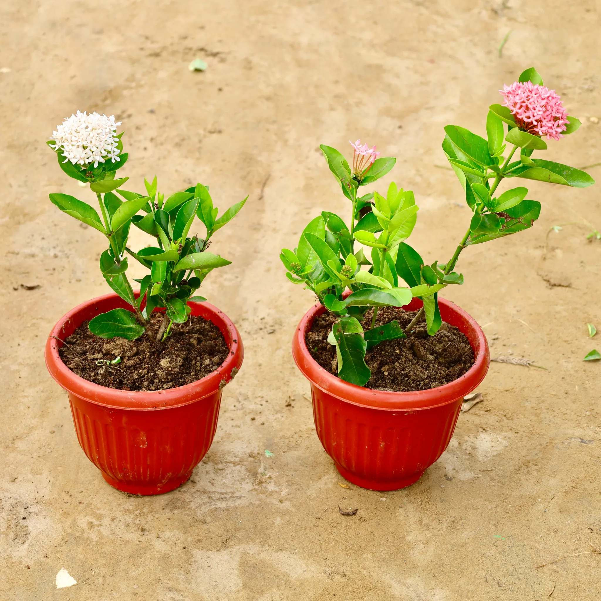 Set of 2 - Ixora (Any Colour) in 8 Inch Terracotta Red Olive Plastic Pot