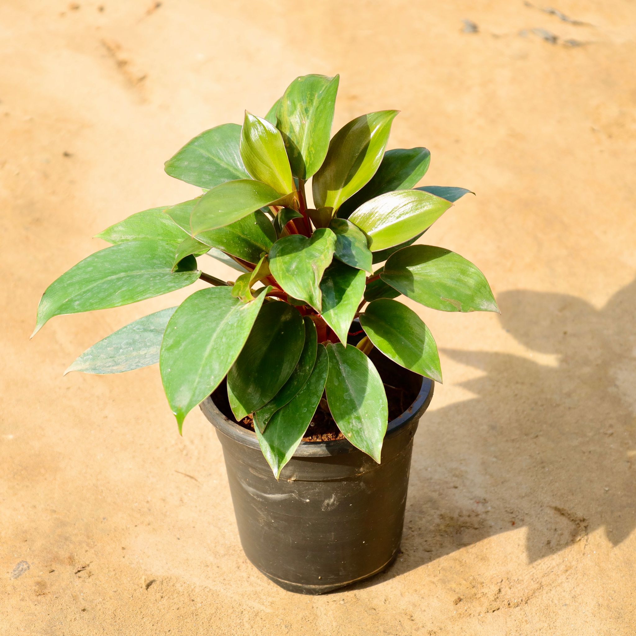 Philodendron Black in 6 Inch Nursery Pot