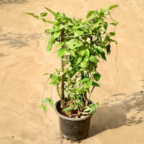 Thunbergia / Bush Clock Vine in 8 Inch Nursery Pot