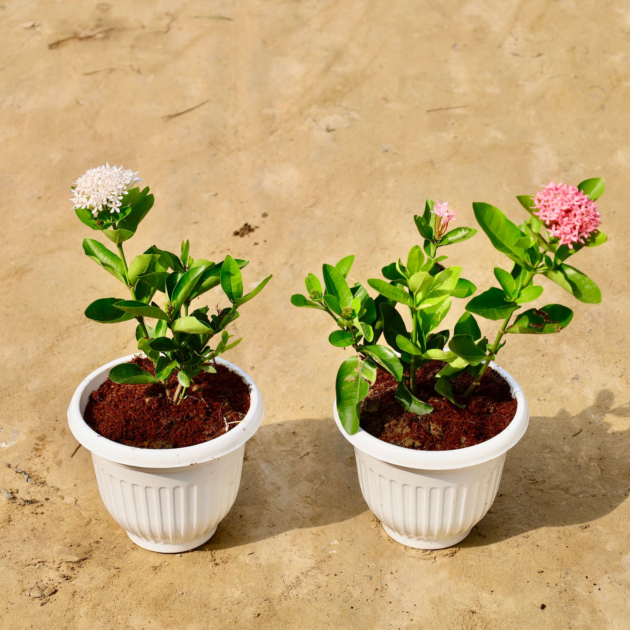 Set of 2 - Ixora Dwarf (White & Pink) in 8 Inch White Olive Plastic Pot