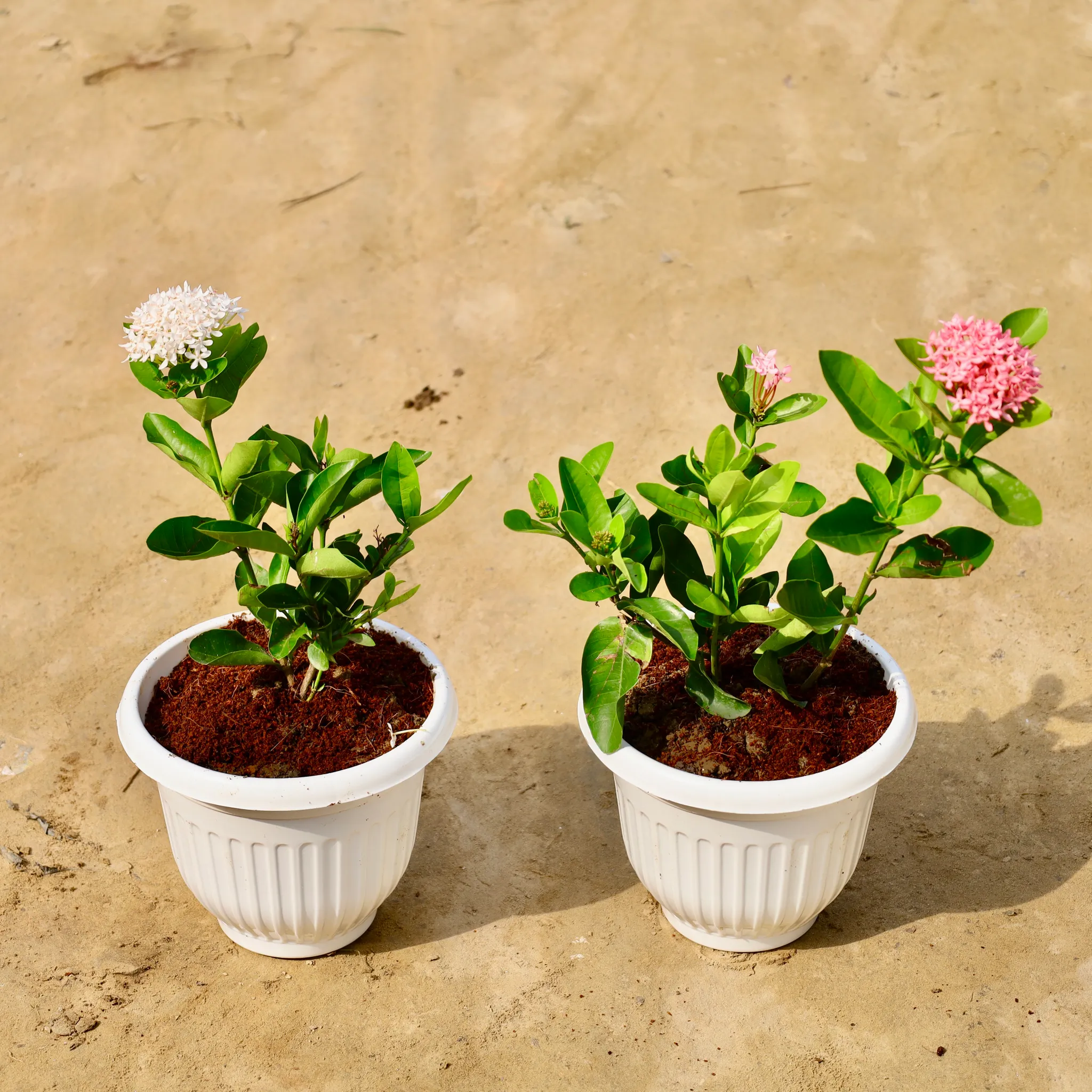 Set of 2 - Ixora Dwarf (White & Pink) in 8 Inch White Olive Plastic Pot