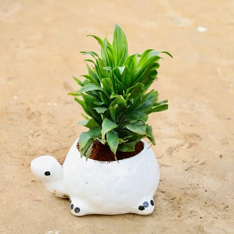 Dracaena Compacta in 6 Inch Turtle Designer Ceramic Pot (Any Colour & Design)