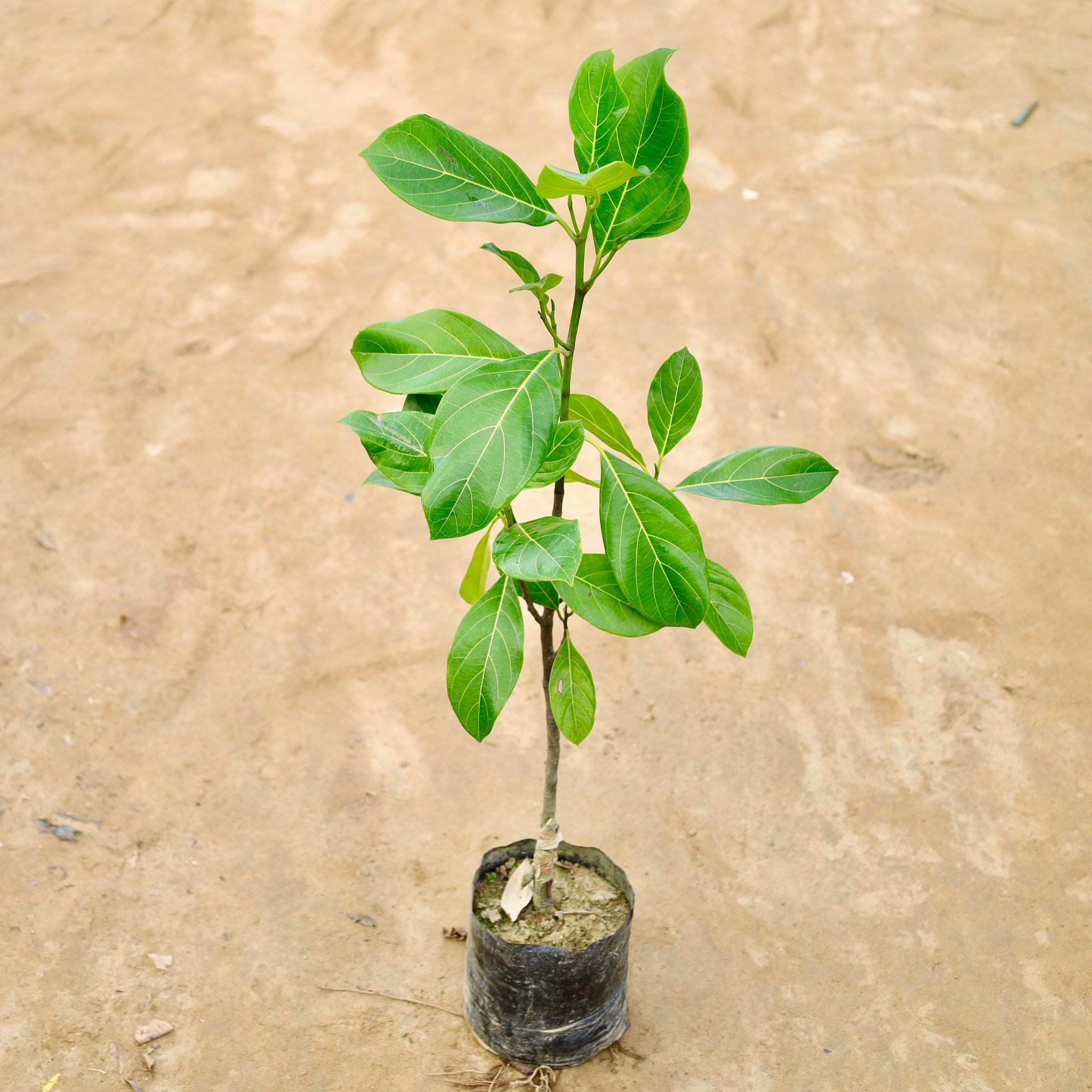 Jack Fruit Grafted / Kathal Plant (Any Colour) in 6 Inch Nursery Bag