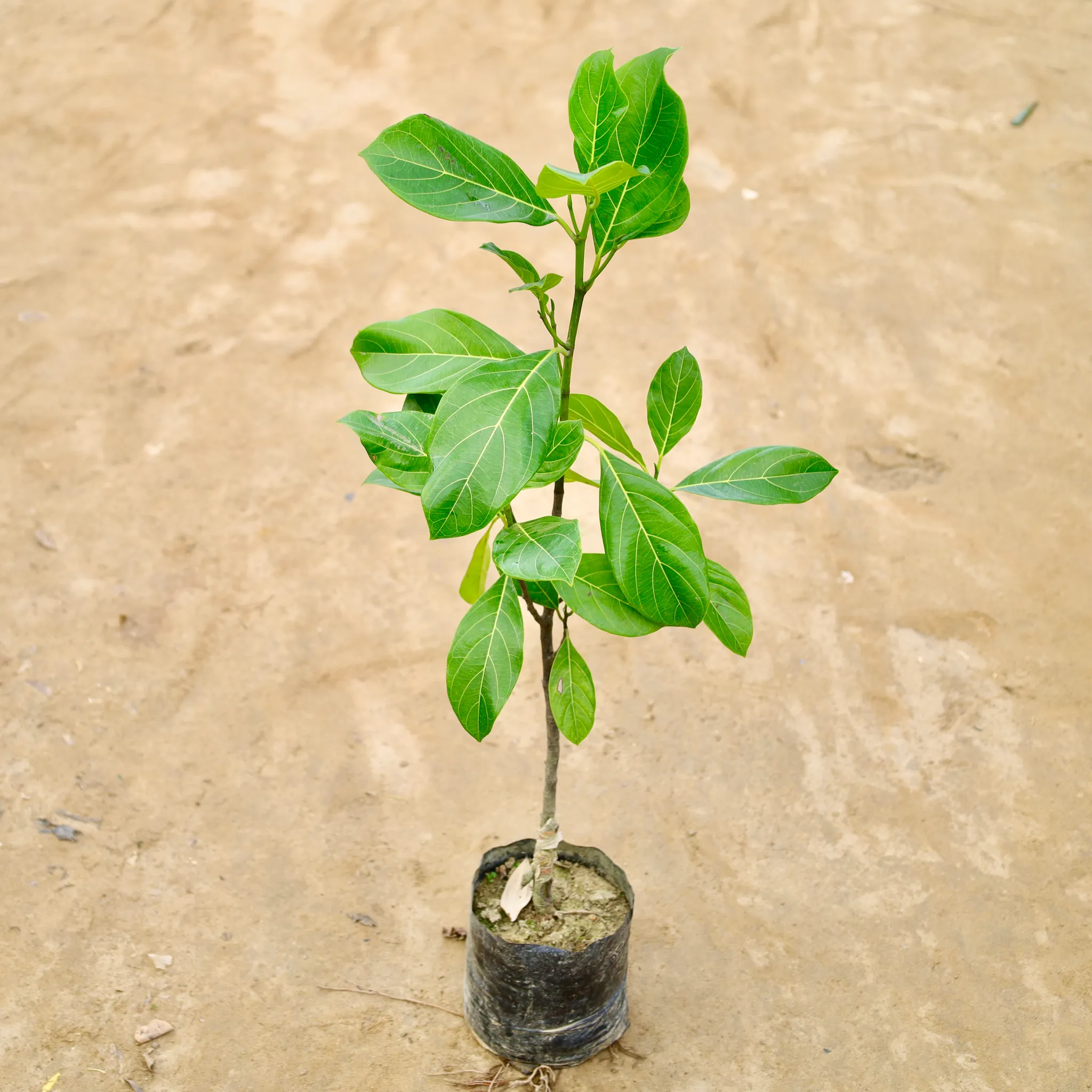 Jack Fruit Grafted / Kathal Plant (Any Colour) in 6 Inch Nursery Bag