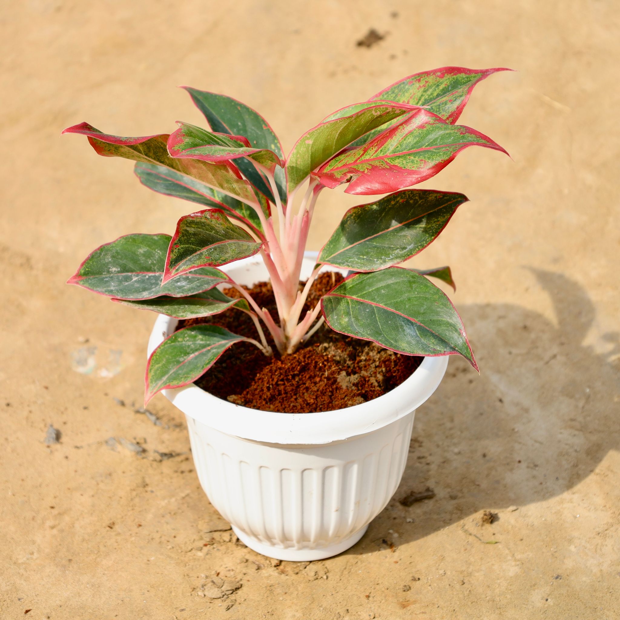Aglaonema Lipstick in 8 Inch White Olive Plastic Pot