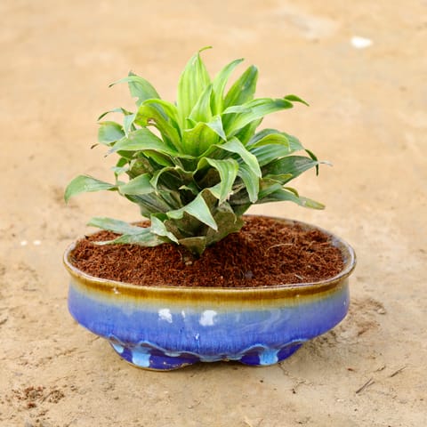 Dracaena Compacta in 8 Inch 6 X 8 Inch Oval Ceramic Bonsai Tray
