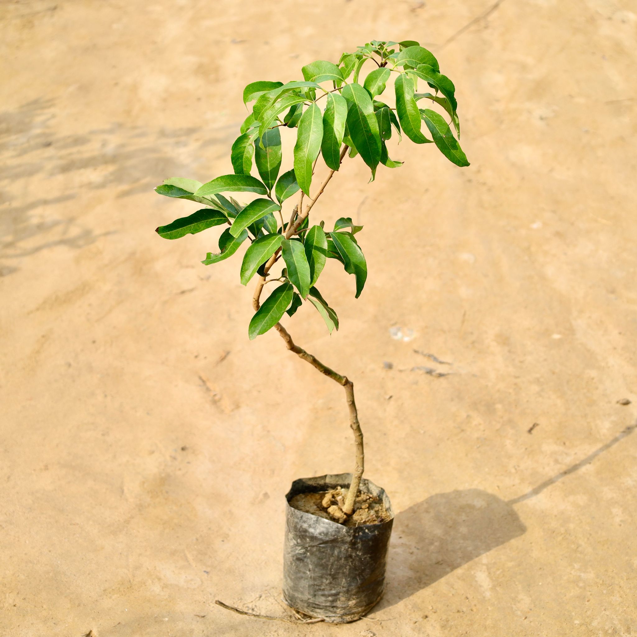 Litchi / Lychee in 6 Inch Nursery Bag