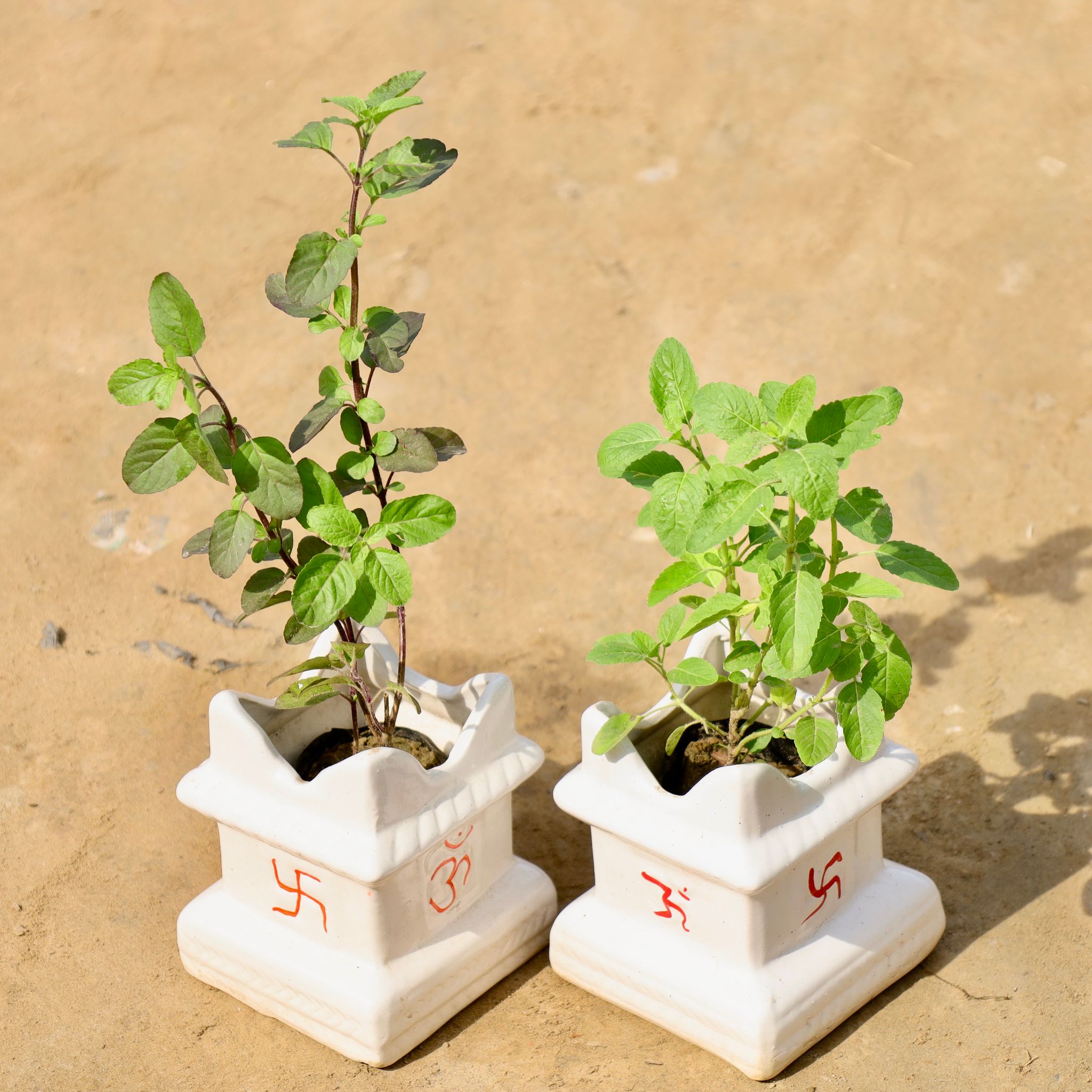 Set of 2 - Rama & Shyama Tulsi in 5 X 6 Inch Ceramic Tulsi Planter