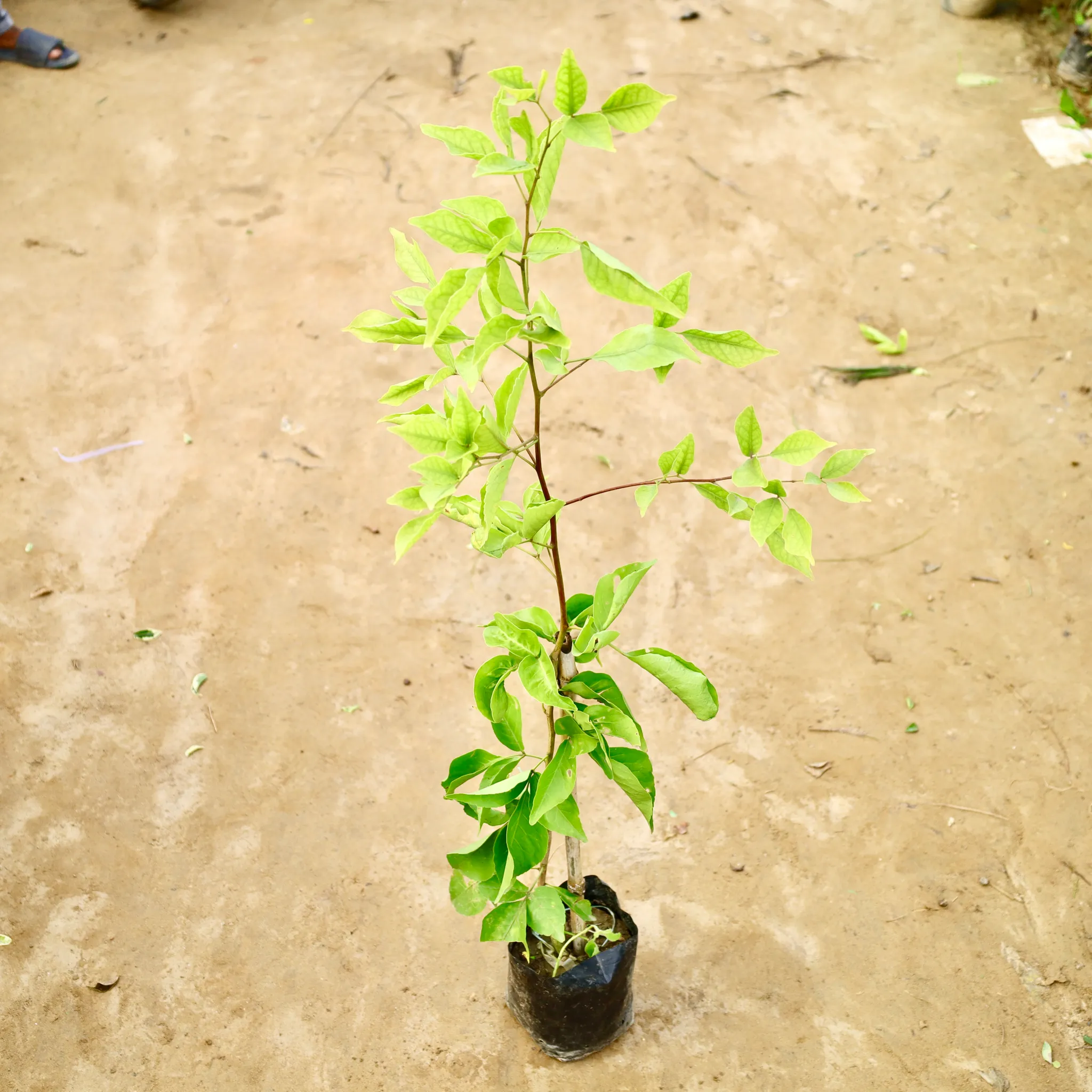 Bel Patra Grafted (4 Ft) in 8 Inch Nursery Bag