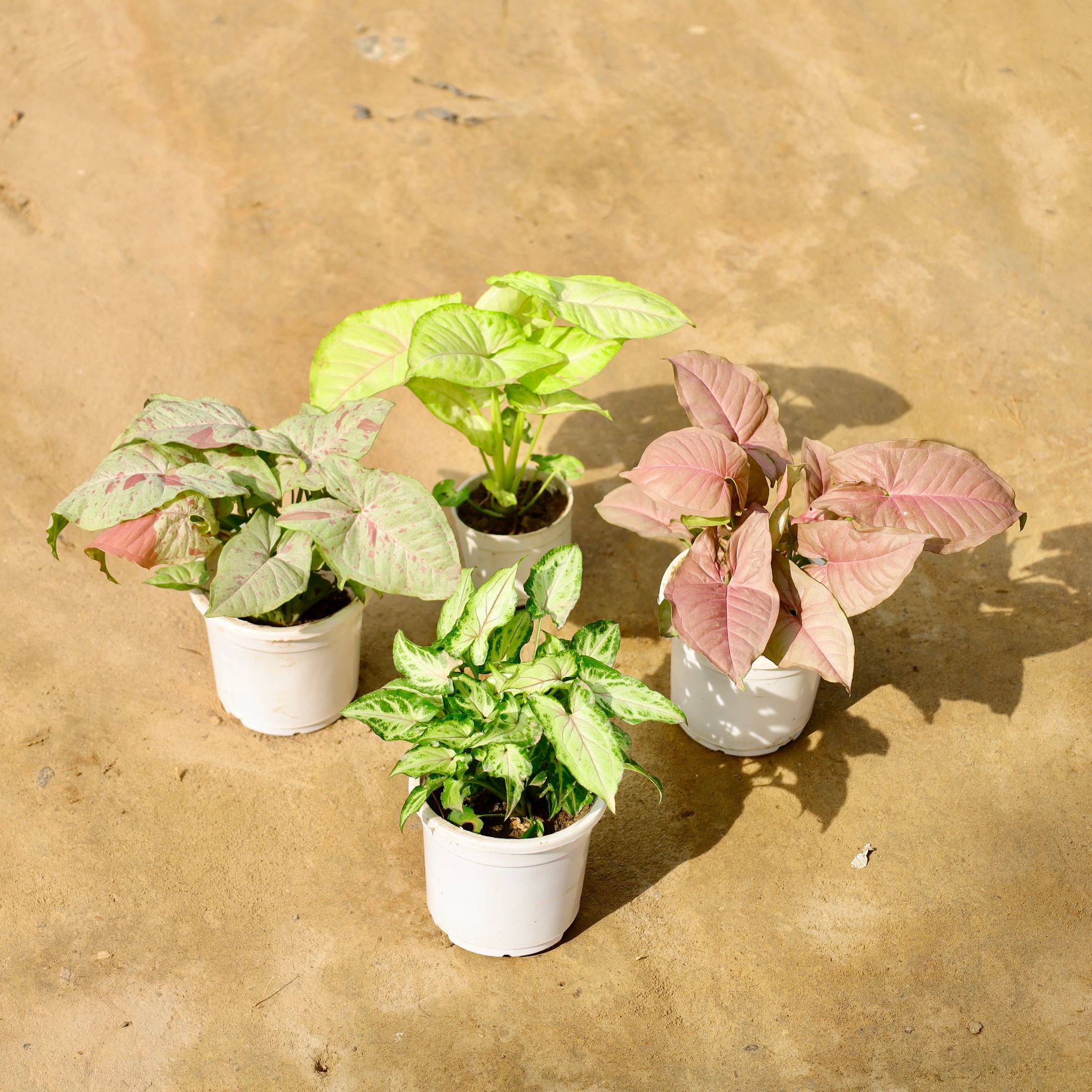 Set of 4 - Syngonium Milky, Golden, Pink & Yami in 4 Inch Nursery Pot