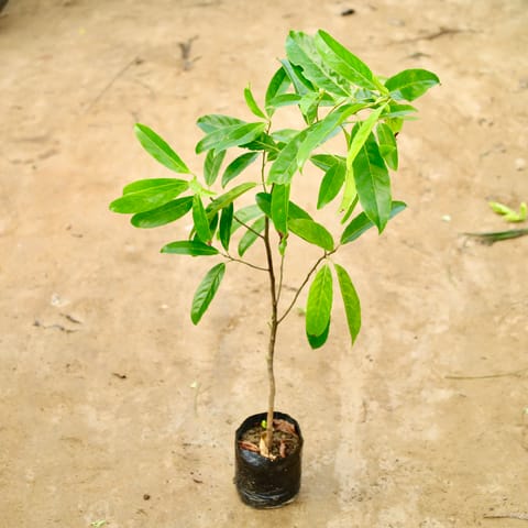 Holy Rudraksha (3-4 Ft) in 8 Inch Nursery Bag