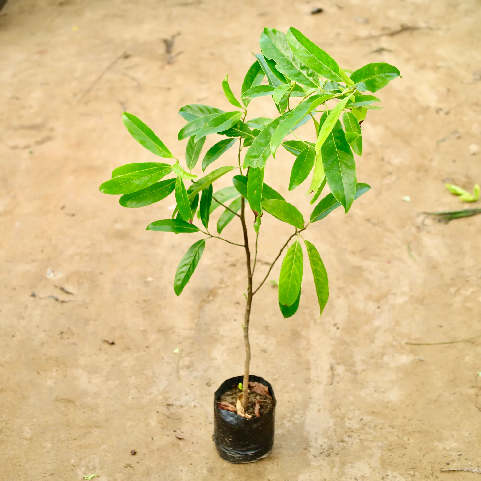 Holy Rudraksha (3-4 Ft) in 8 Inch Nursery Bag