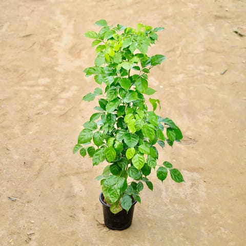 Radermachera / China Doll in 8 Inch Nursery Pot
