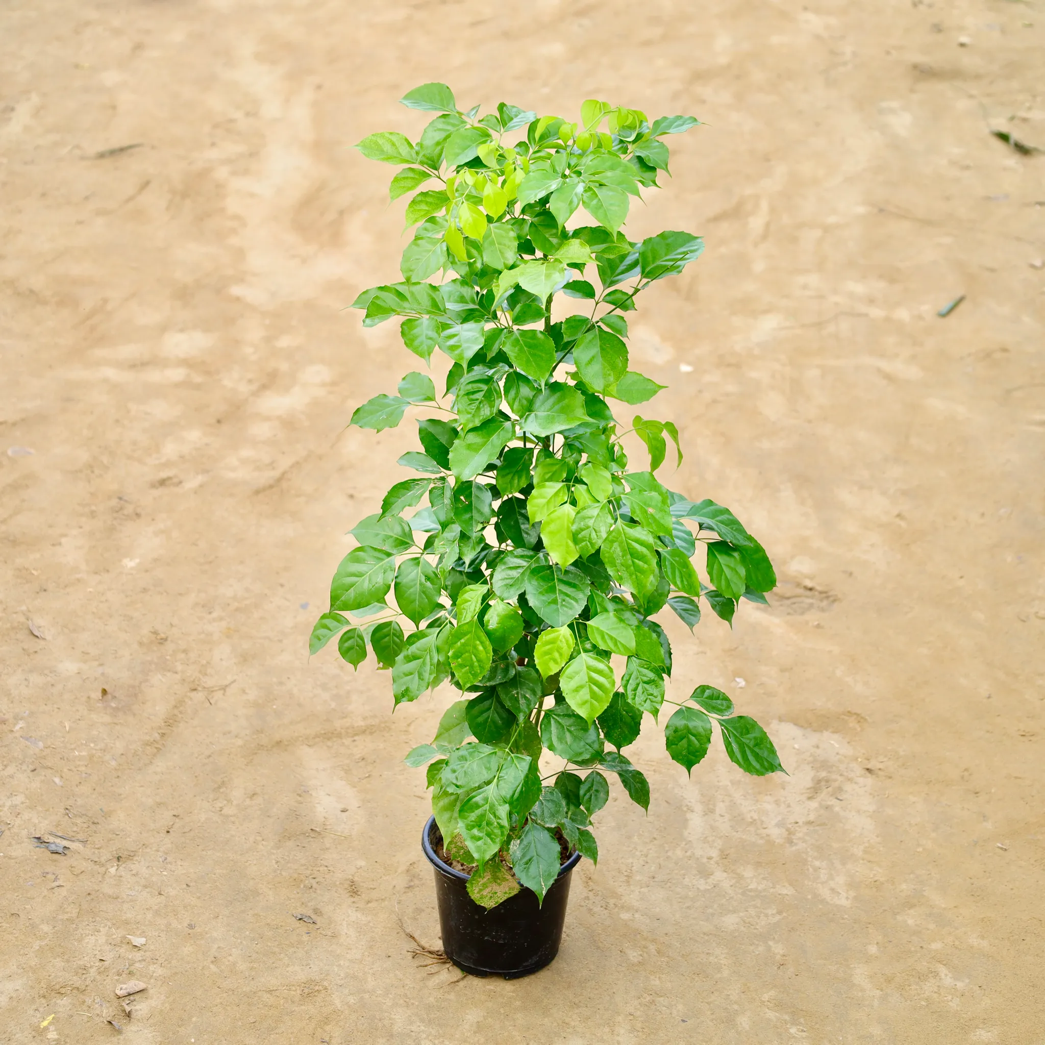 Radermachera / China Doll in 8 Inch Nursery Pot