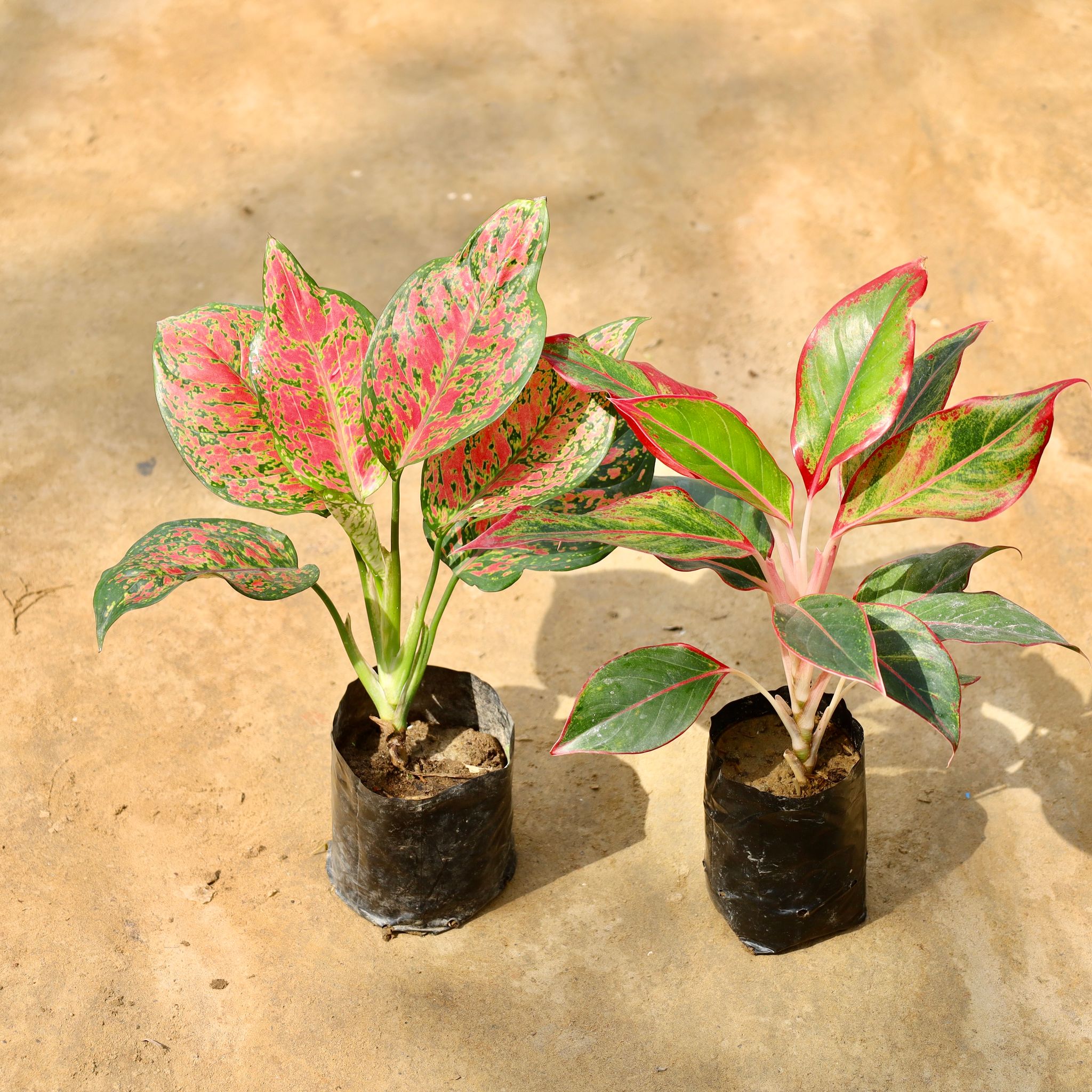 Set of 2 - Aglaonema (Lipstick & Red) in 4 Inch Nursery Bag
