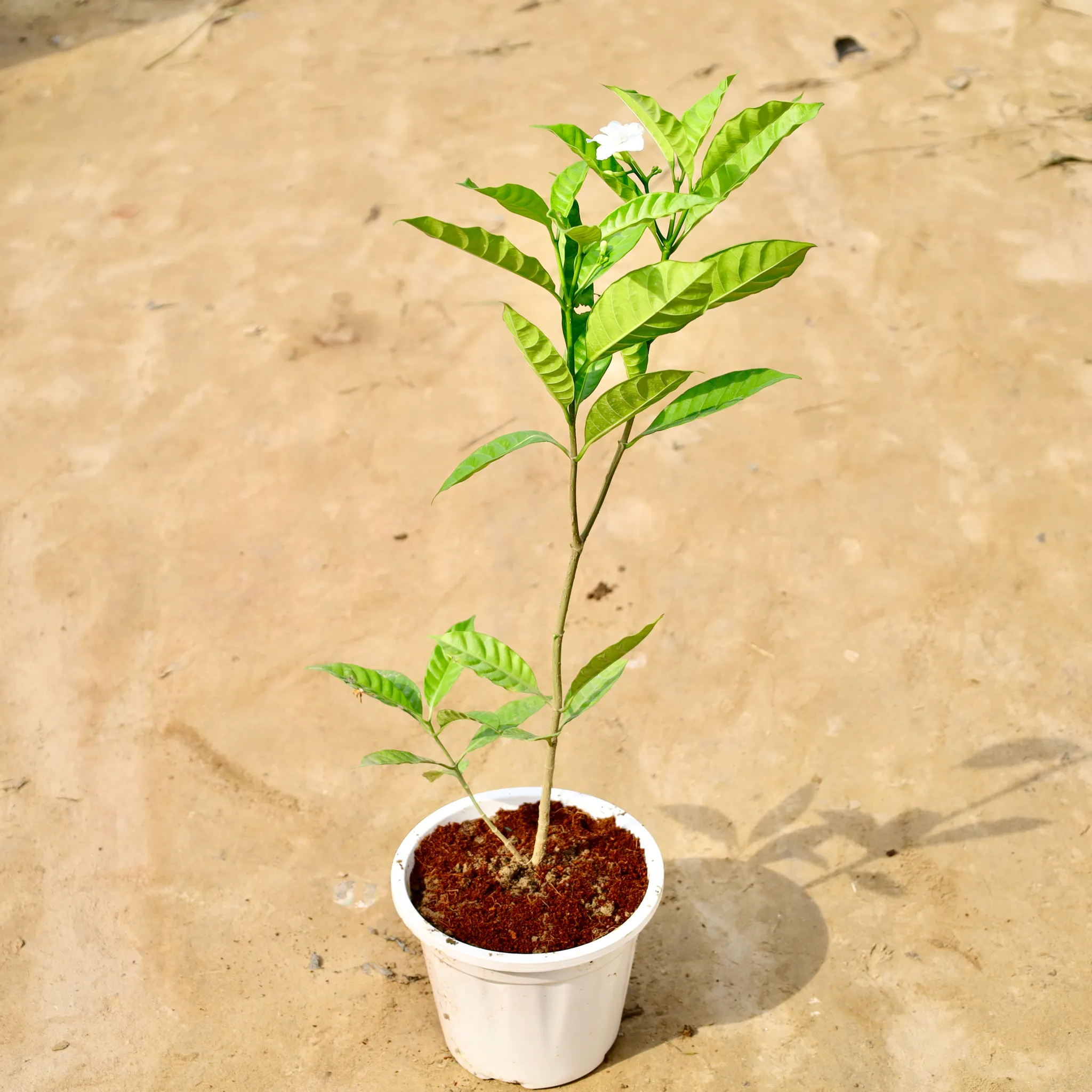 Double chandni in 6 Inch White Super Nursery Pot
