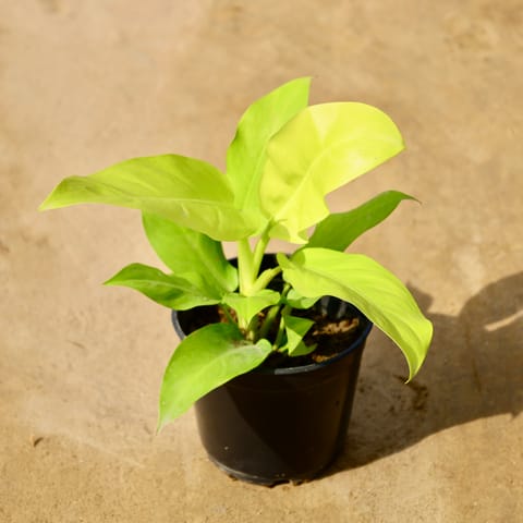 Philodendron Ceylon Golden in 5 Inch Nursery Pot