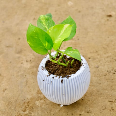 Money Plant Green in 5 Inch White Wave Ceramic Pot