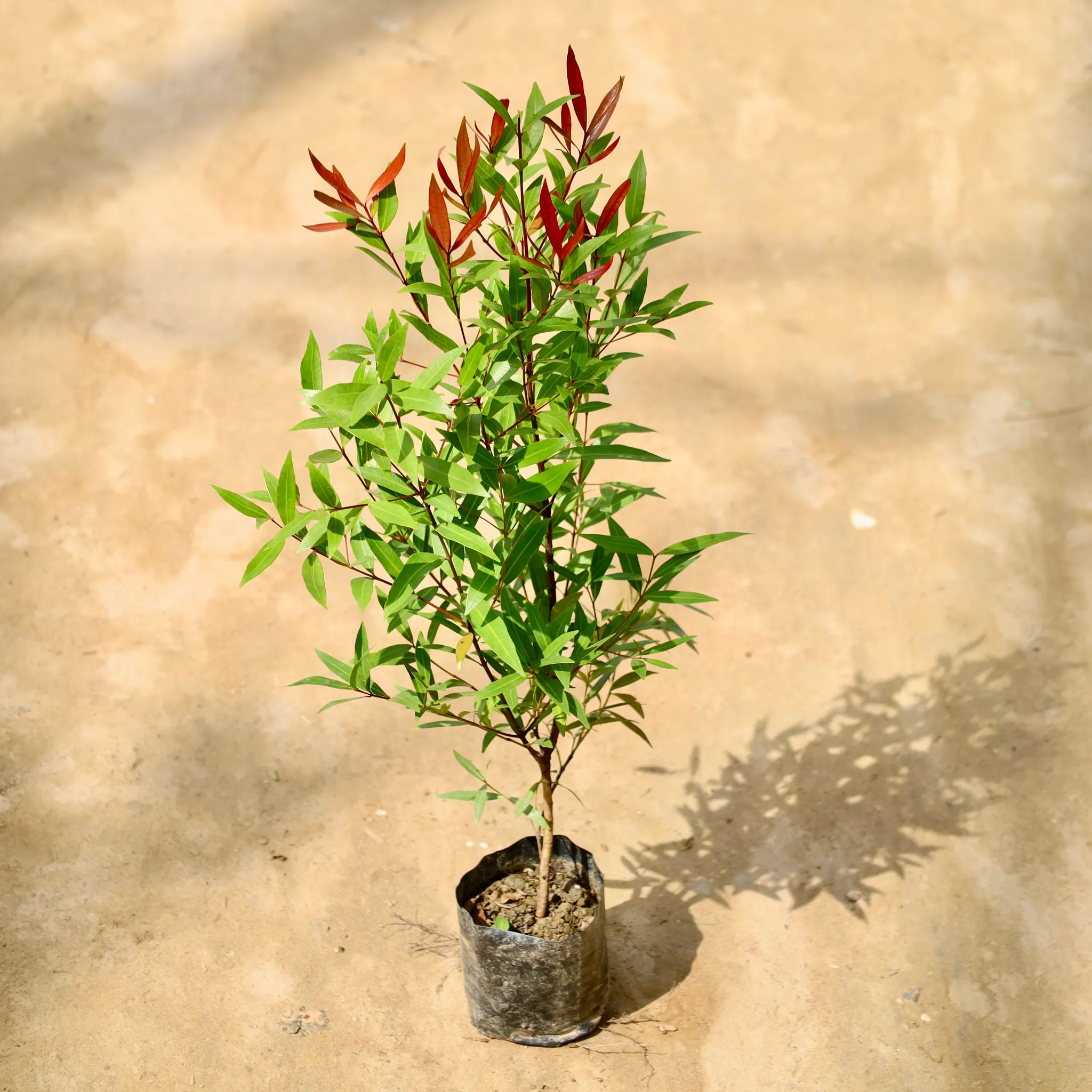 Syzygium Red / Christina Ficus (2 Ft) in 6 Inch Nursery Bag