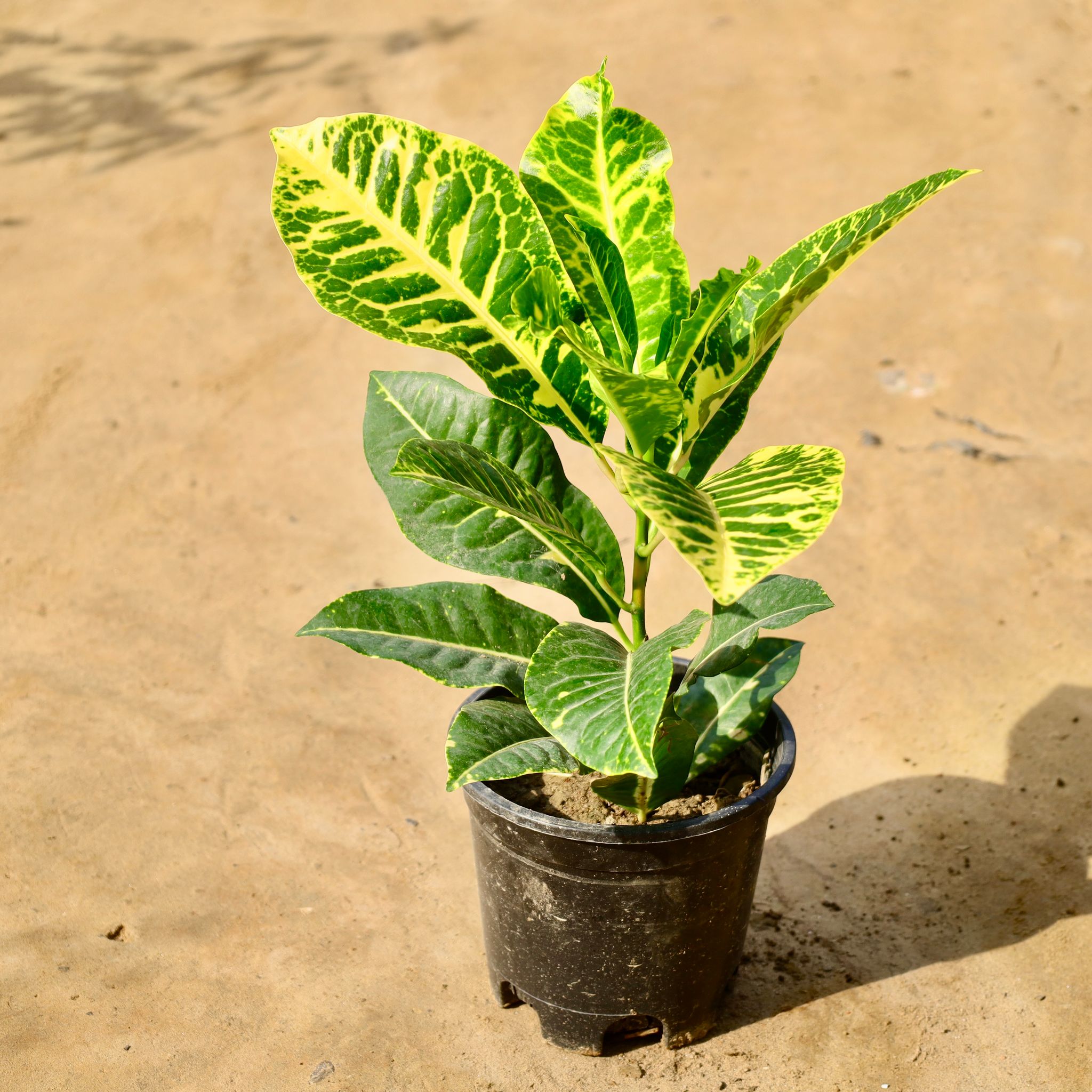 Croton Petra in 6 Inch Nursery Pot