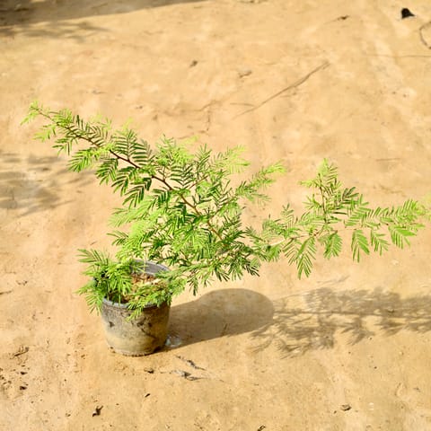 Holy Shami (2-3 Ft) in 6 Inch Live Fresh Plant Nursery Pot in Noida Noida Extension