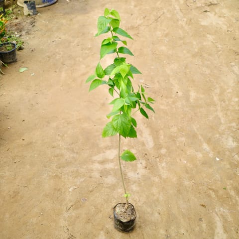 Harsingar / Parijaat (Any Colour) (3-4 Ft) in 8 Inch Nursery Bag