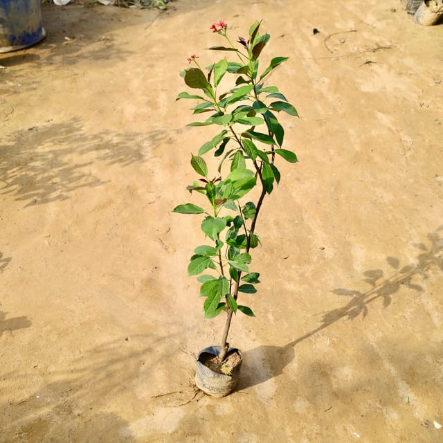 Jatropha desi in 6 Inch Nursery Bag