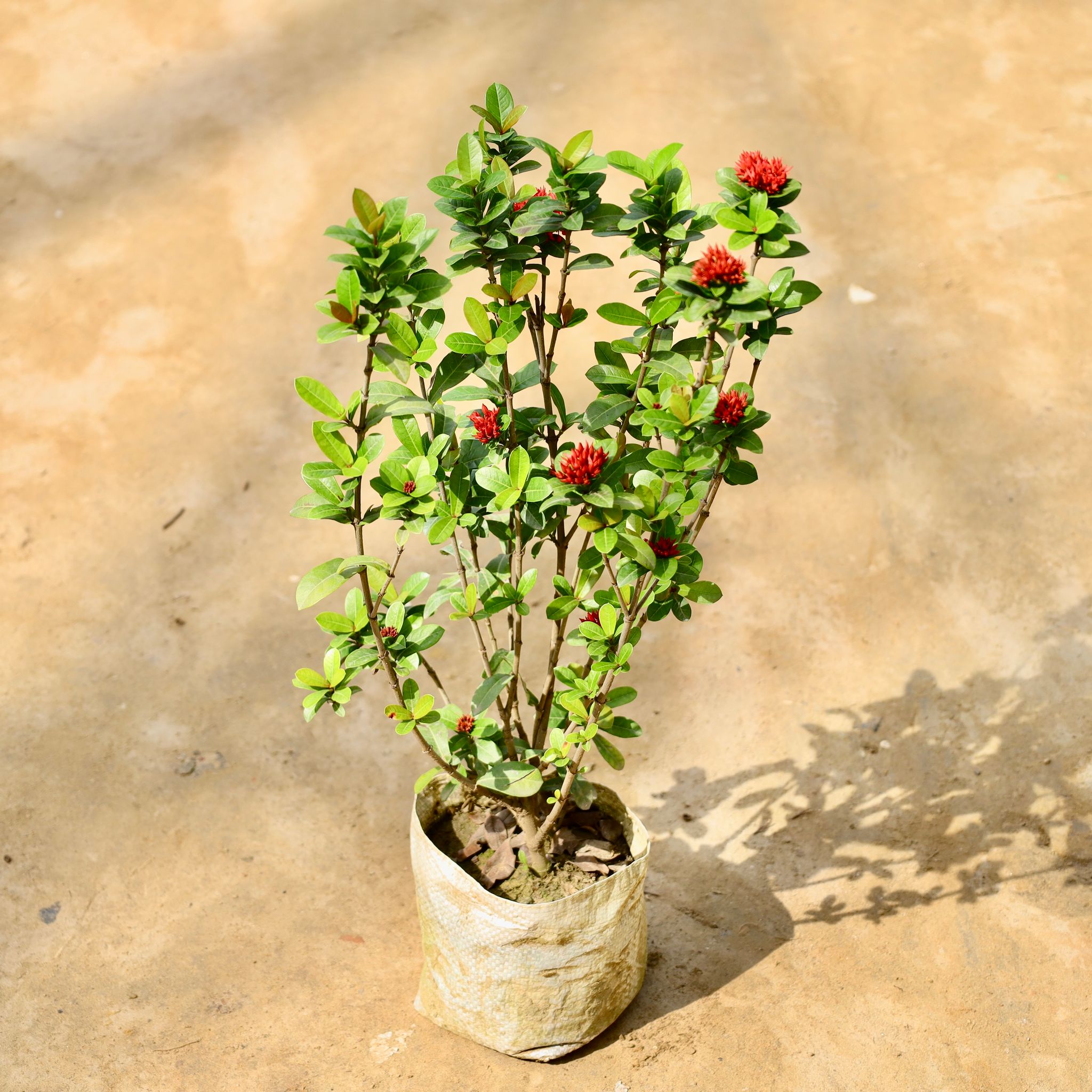 Chinese Ixora Red in 6 Inch Nursery Bag