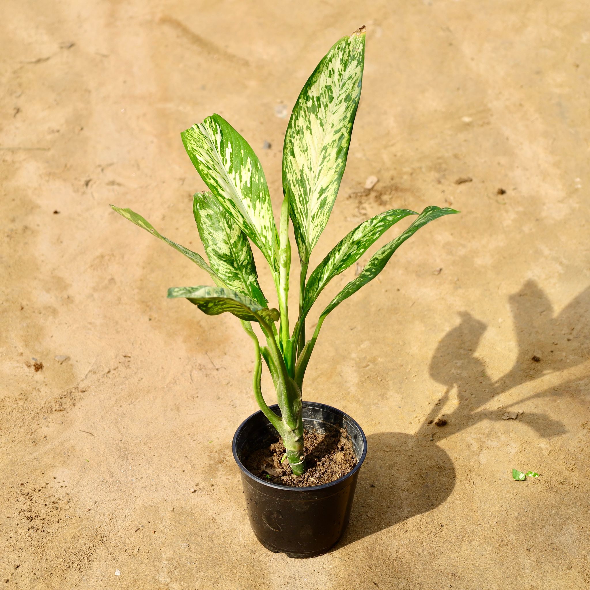 Aglaonema Silver Queen in 6 Inch Nursery Pot