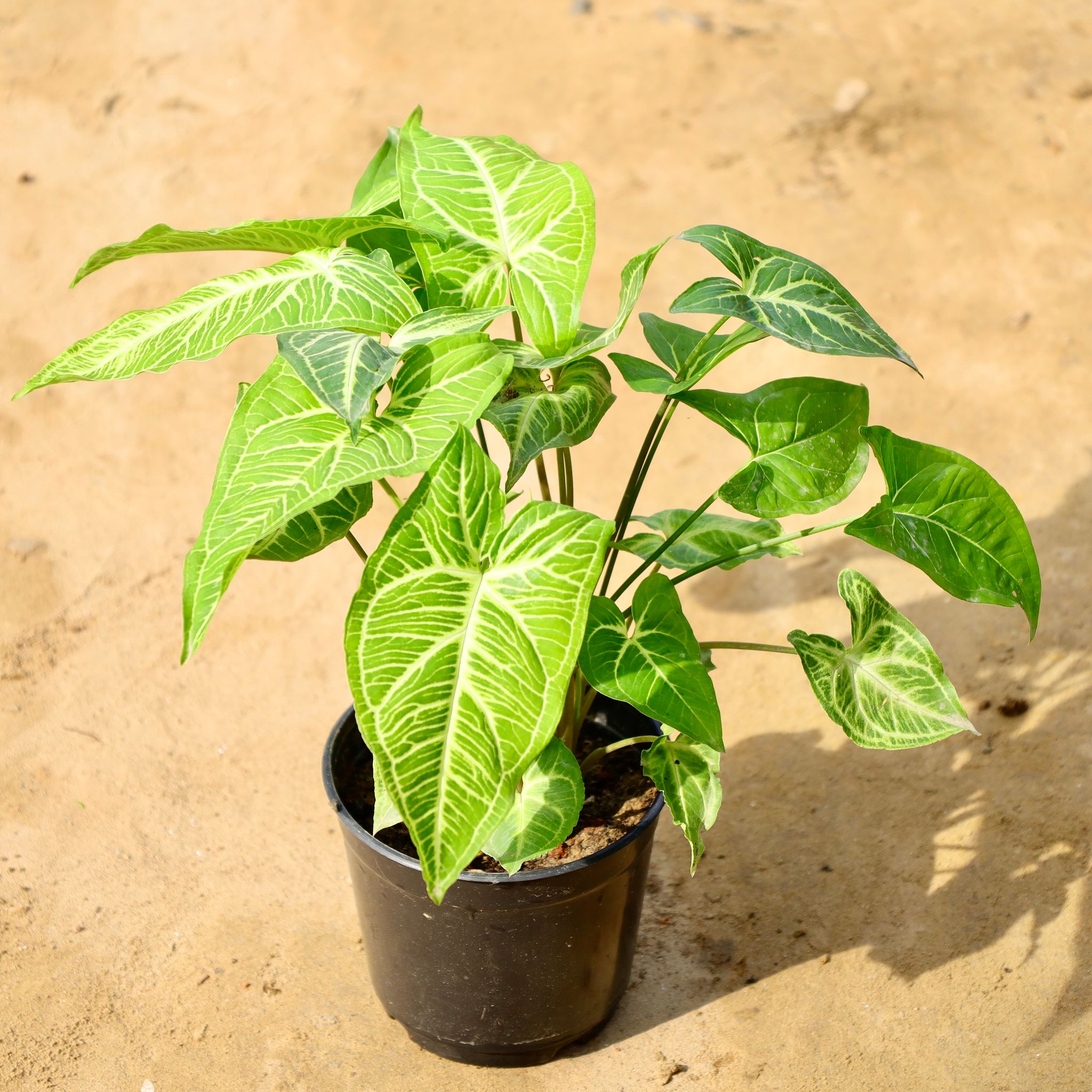 Syngonium Green in 6 Inch Nursery Pot