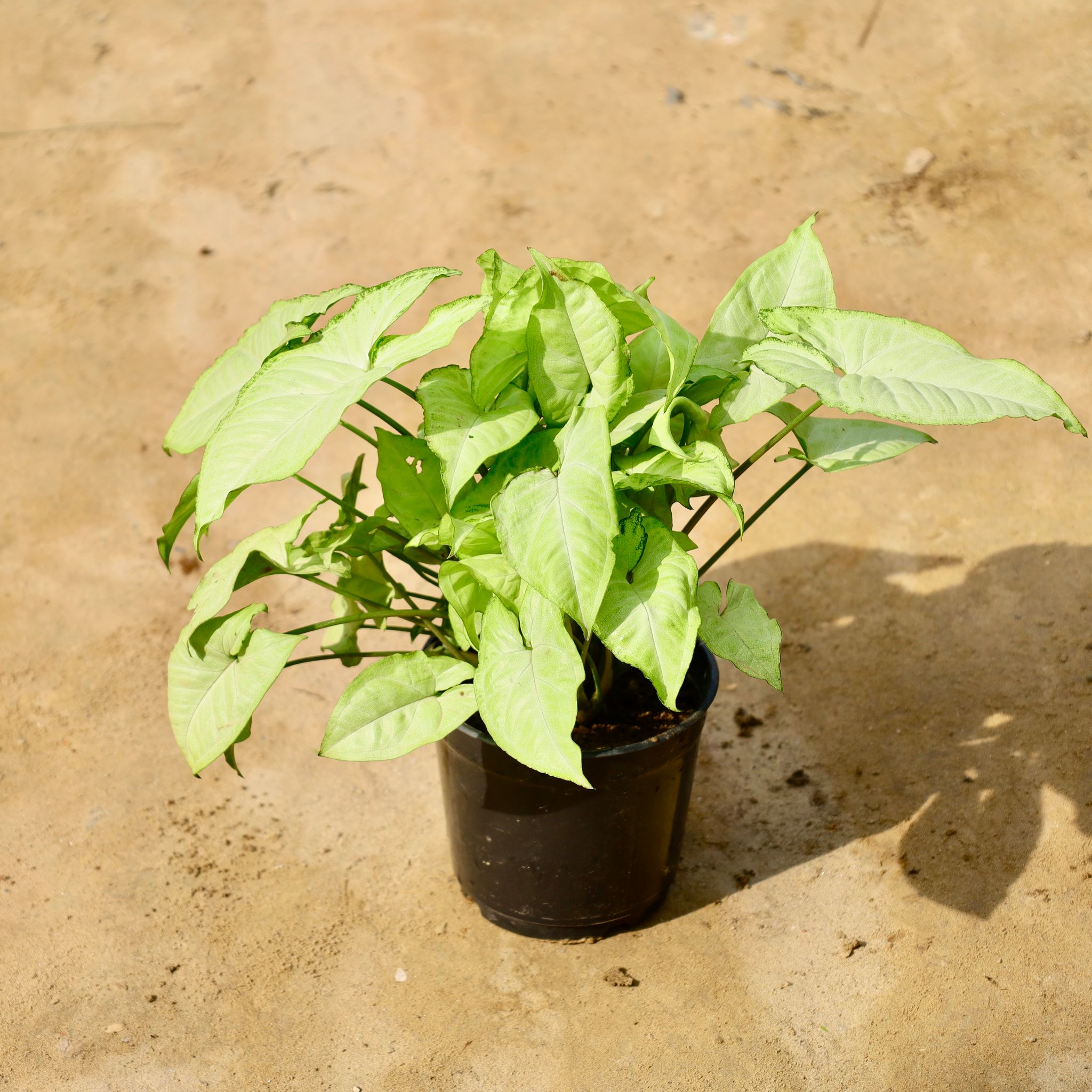 Syngonium White in 6 Inch Nursery Pot