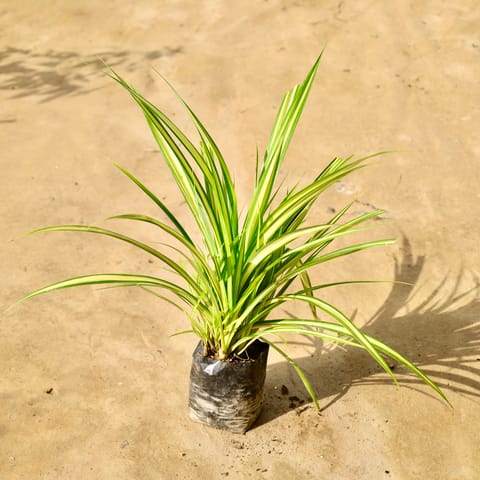 Pandanus in 4 Inch Nursery Bag