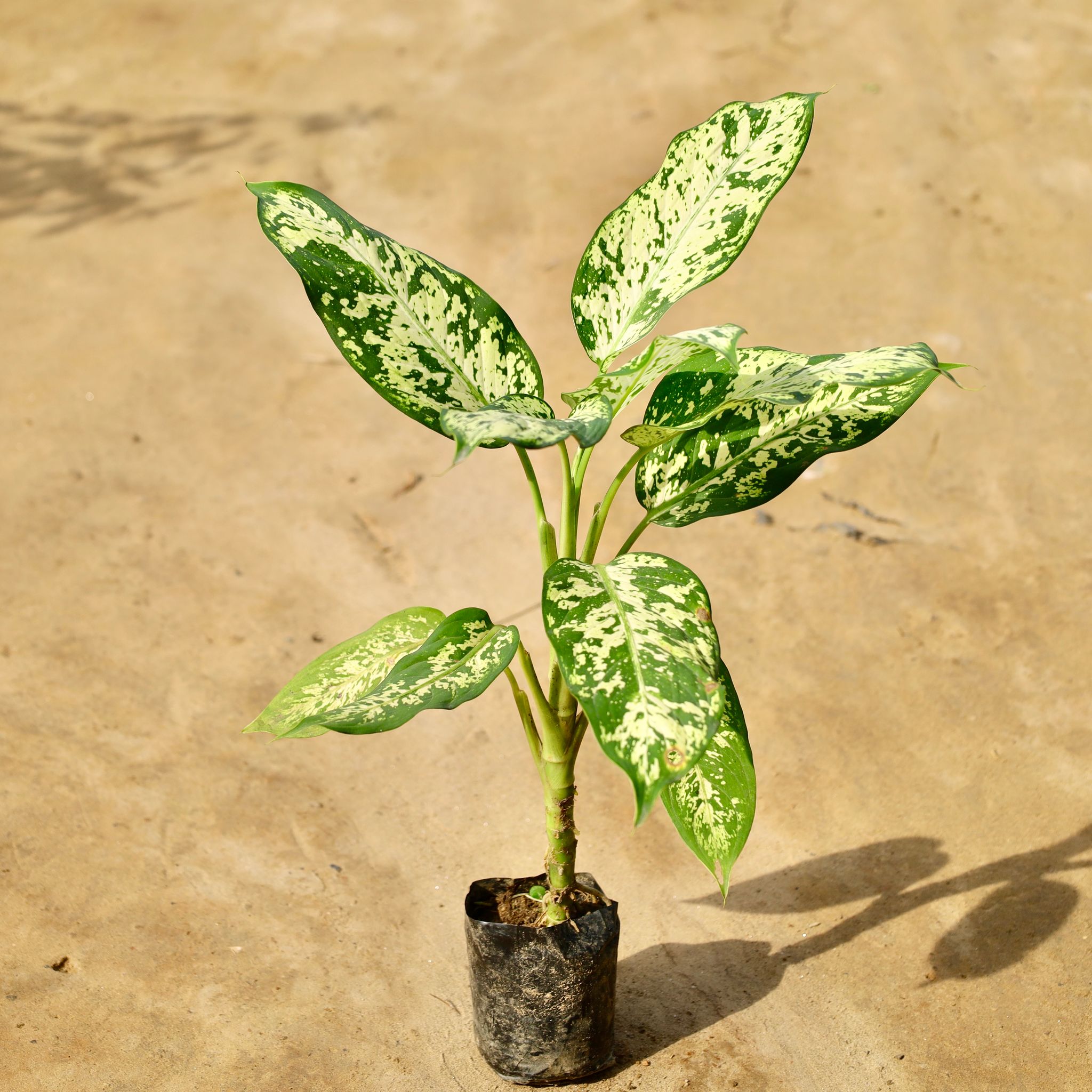 Dieffenbachia Sparkle (1-2 Ft) in 4 Inch Nursery Bag