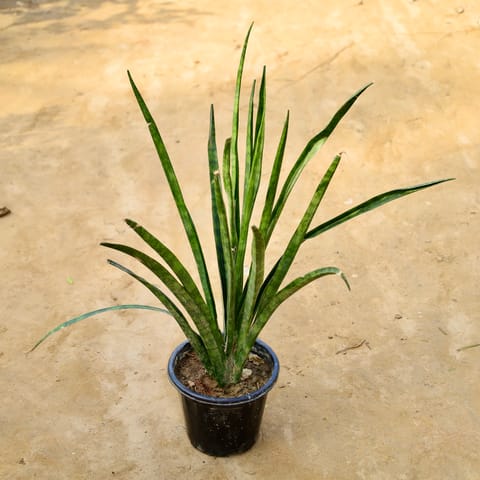 Snake Sansevieria Lady Charm in 8 Inch Nursery Pot
