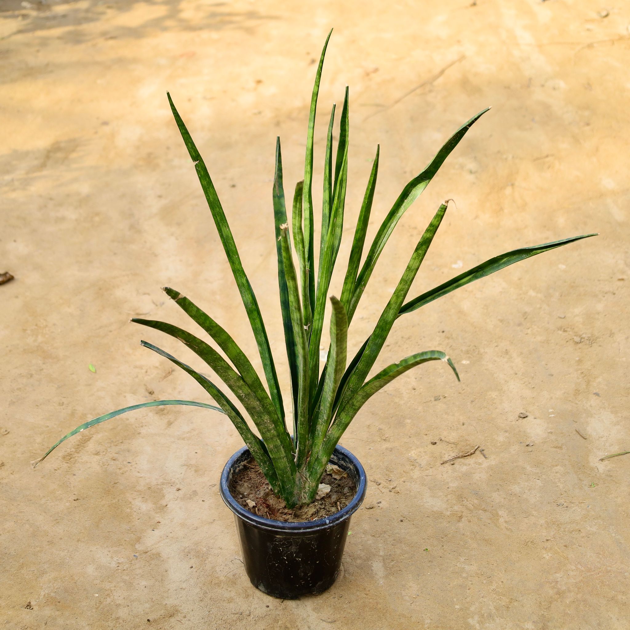 Snake Sansevieria Lady Charm in 8 Inch Nursery Pot