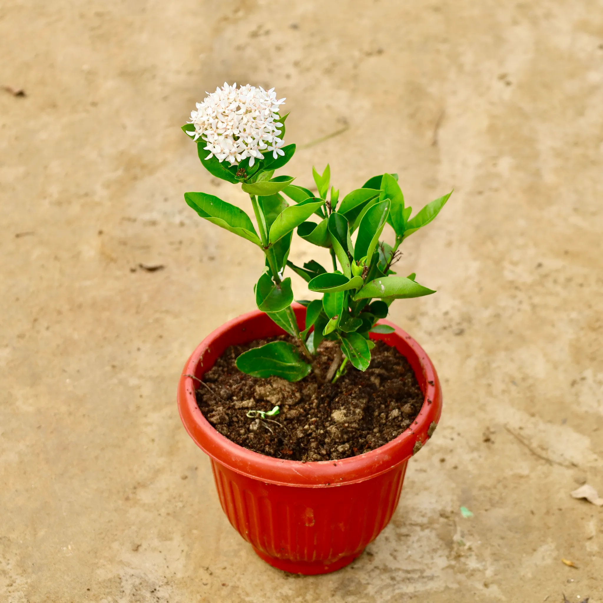 Ixora White in 8 Inch Terracotta Red Olive Plastic Pot