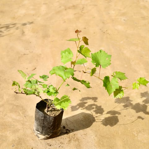 Angoor / Grapes in 6 Inch Nursery Bag
