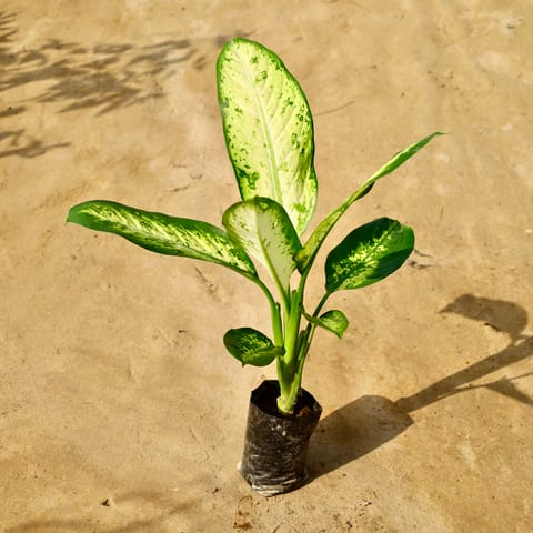 Dieffenbachia White in 4 Inch Nursery Bag
